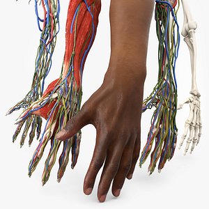 Man Arm Anatomy Realistic