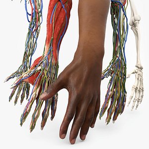 Man Arm Anatomy Realistic