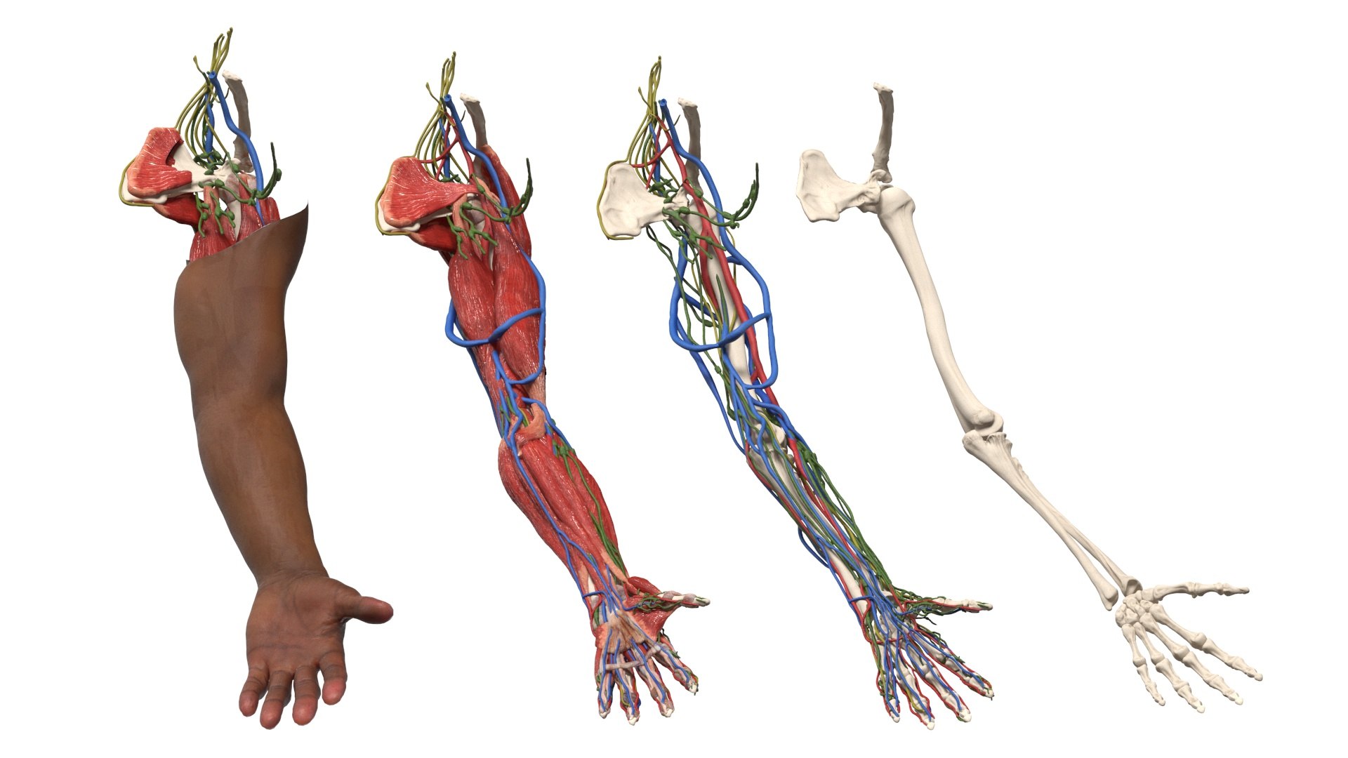 3D Model Man Arm Anatomy Realistic - TurboSquid 2286811