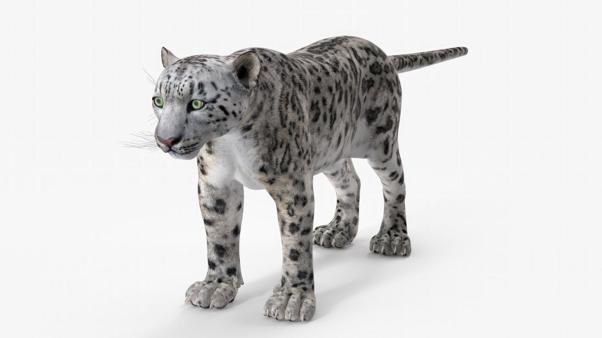Snow Leopard Rigged 3D model preview