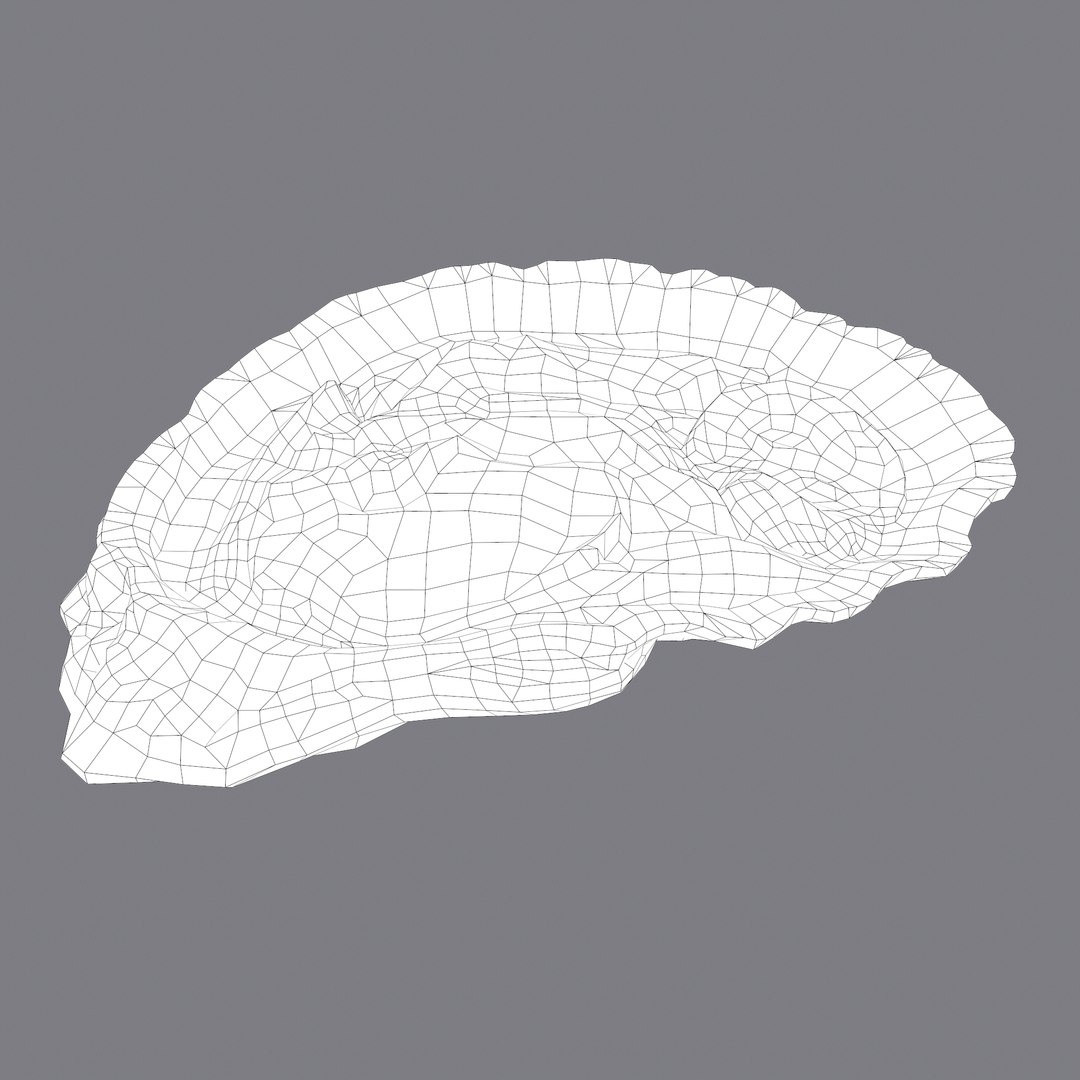 oyster model https://p.turbosquid.com/ts-thumb/an/U2XvUu/1nie64DJ/i/png/1600541882/1920x1080/fit_q87/3f924de729209d4b5e71bbe3b5922bdb906a4b23/i.jpg