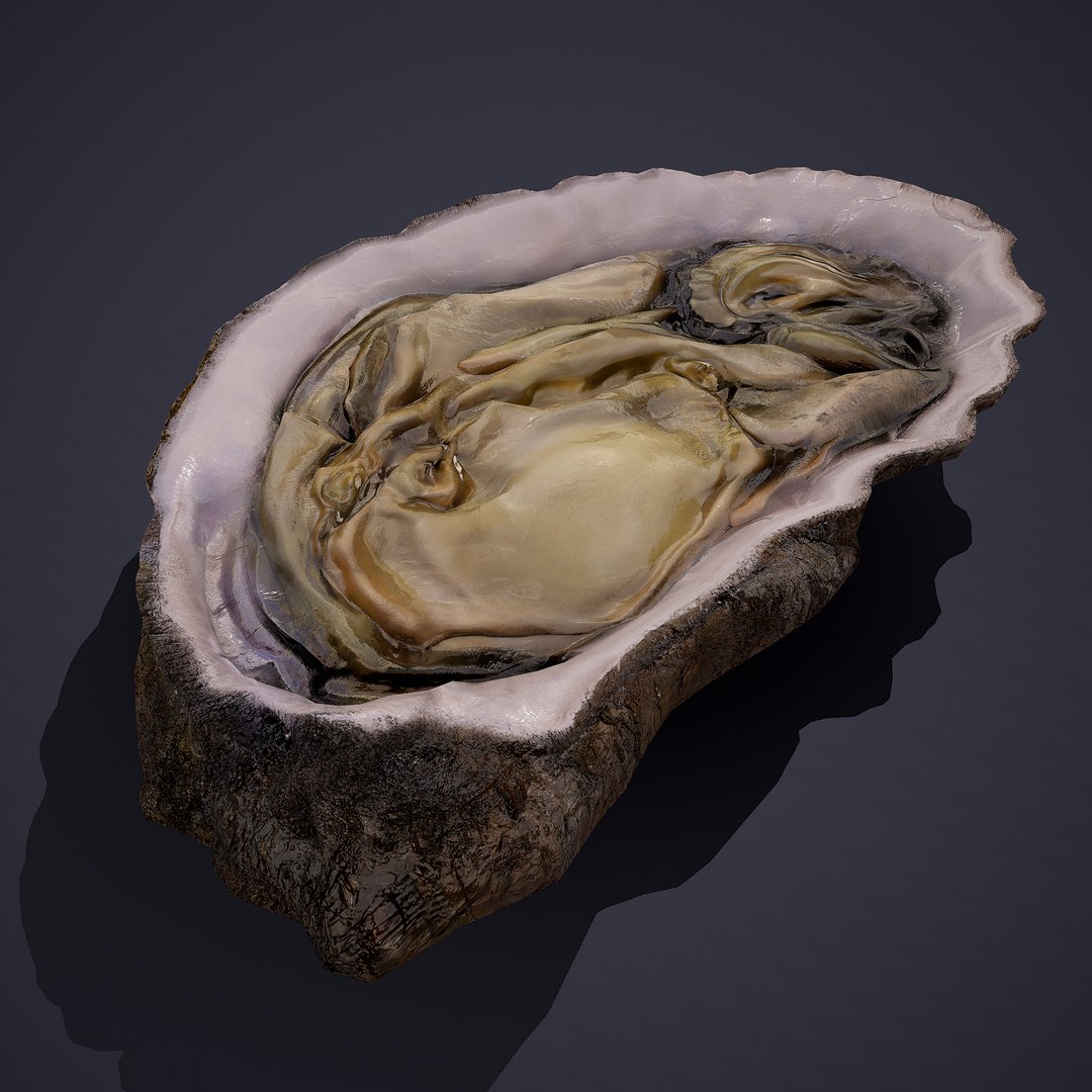 oyster model https://p.turbosquid.com/ts-thumb/an/U2XvUu/3dv20Nwy/5/png/1600541881/1920x1080/fit_q87/49b39e52a5ea0655b14872d7948ae79fe021a029/5.jpg