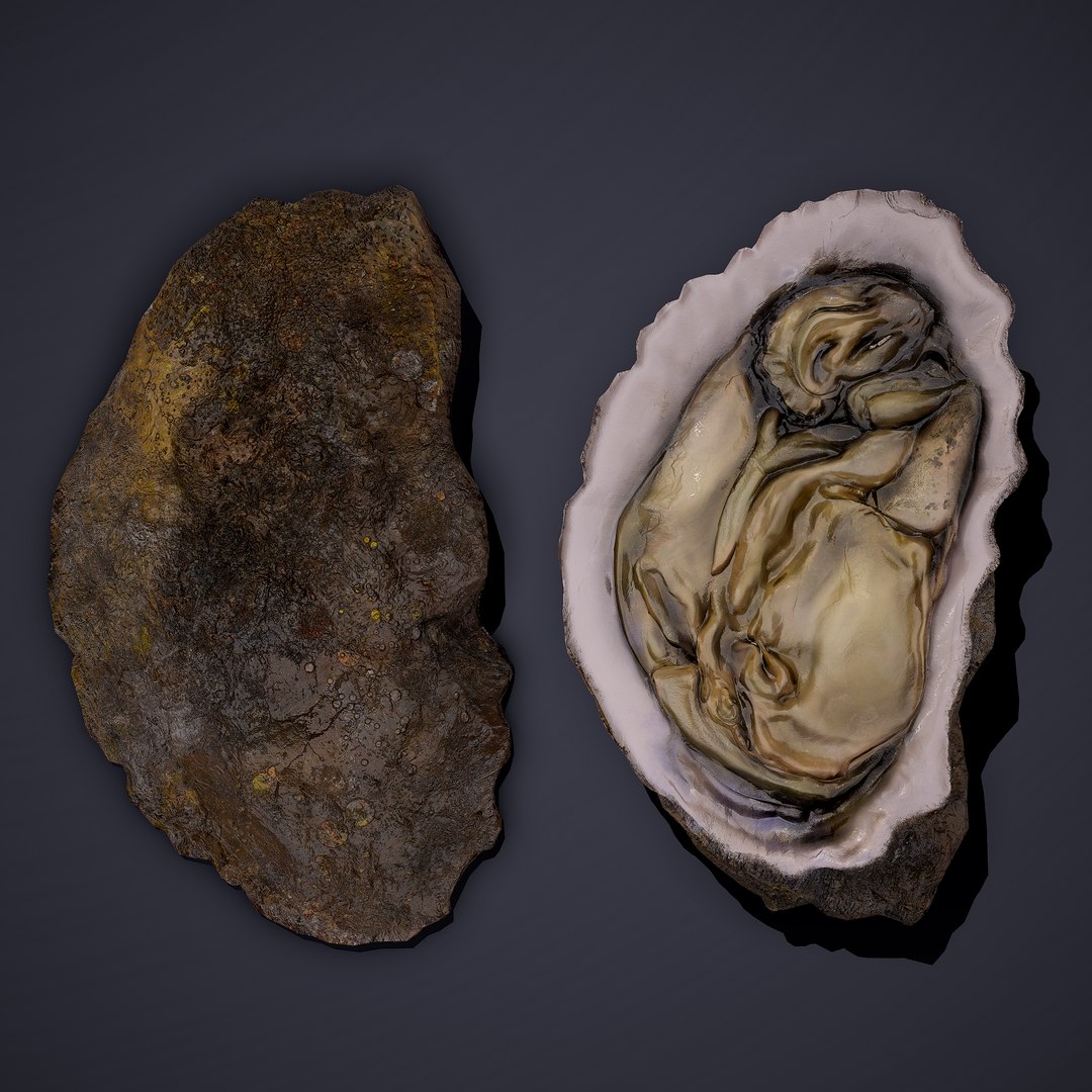 oyster model https://p.turbosquid.com/ts-thumb/an/U2XvUu/4DHYlAkK/9/png/1600541881/1920x1080/fit_q87/9a2072839f751a7e567def61dda054f5143fb83a/9.jpg