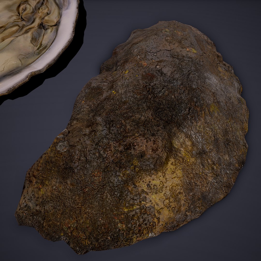 oyster model https://p.turbosquid.com/ts-thumb/an/U2XvUu/8ALRCZlC/15/png/1600541881/1920x1080/fit_q87/80bae3787932a1e170353885528a040067a6bc22/15.jpg