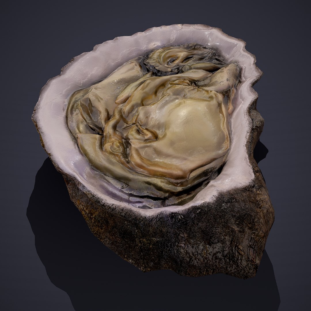 oyster model https://p.turbosquid.com/ts-thumb/an/U2XvUu/CtDf8HmN/3/png/1600541880/1920x1080/fit_q87/ab126fe1ec5766d2b4d0b37f0d62b91e7f552d16/3.jpg