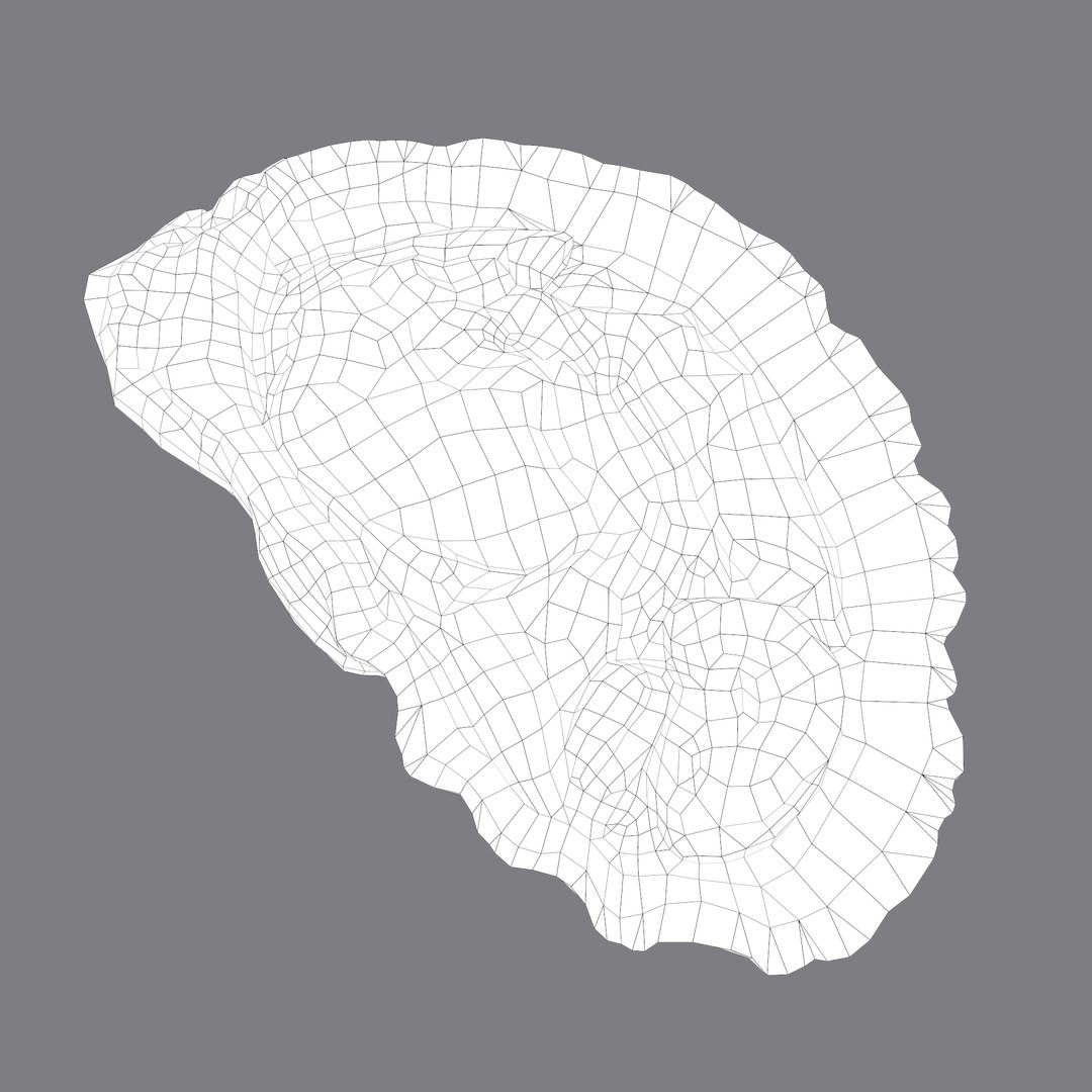 oyster model https://p.turbosquid.com/ts-thumb/an/U2XvUu/DR2cfwDz/a/png/1600541881/1920x1080/fit_q87/655f33b2ad814dcfa567a12532d8191f1236fcaa/a.jpg