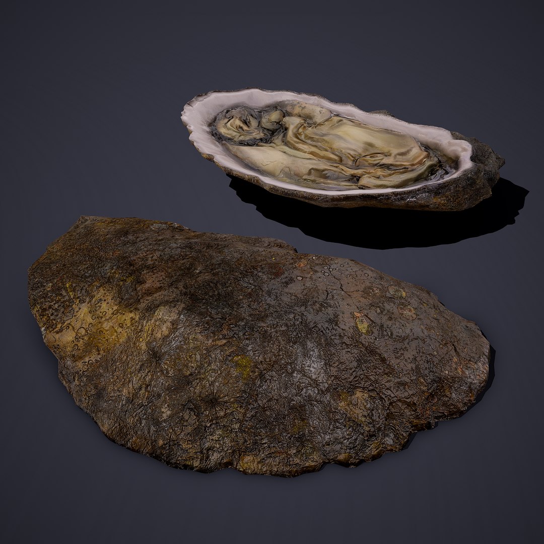 oyster model https://p.turbosquid.com/ts-thumb/an/U2XvUu/FkgJwkEk/8/png/1600541881/1920x1080/fit_q87/6c3343747190f98485ecb349056572ba0d8067d4/8.jpg