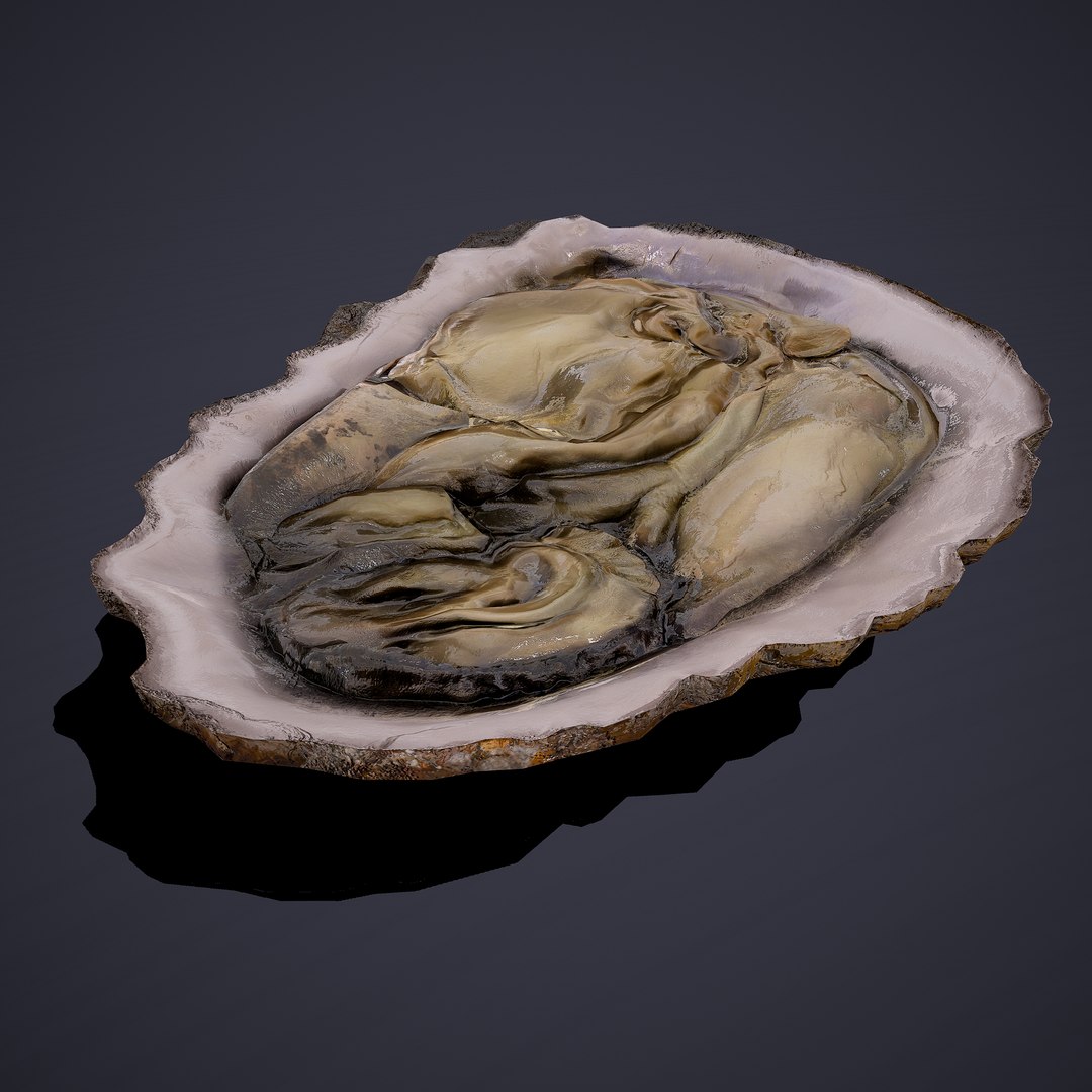 oyster model https://p.turbosquid.com/ts-thumb/an/U2XvUu/IVEkrLQk/20/png/1600541881/1920x1080/fit_q87/6b072361b9da2843ec2aa4085872fdf26da1f2a7/20.jpg