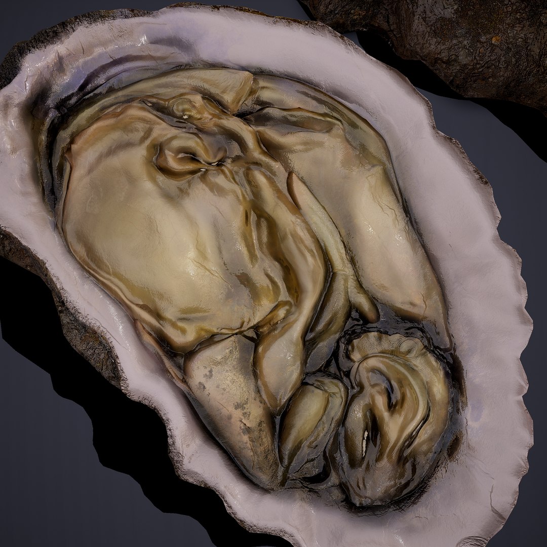oyster model https://p.turbosquid.com/ts-thumb/an/U2XvUu/IaJJHpxX/18/png/1600541881/1920x1080/fit_q87/81e7a4ba59c056435c49e82513d22aef3bbc9319/18.jpg