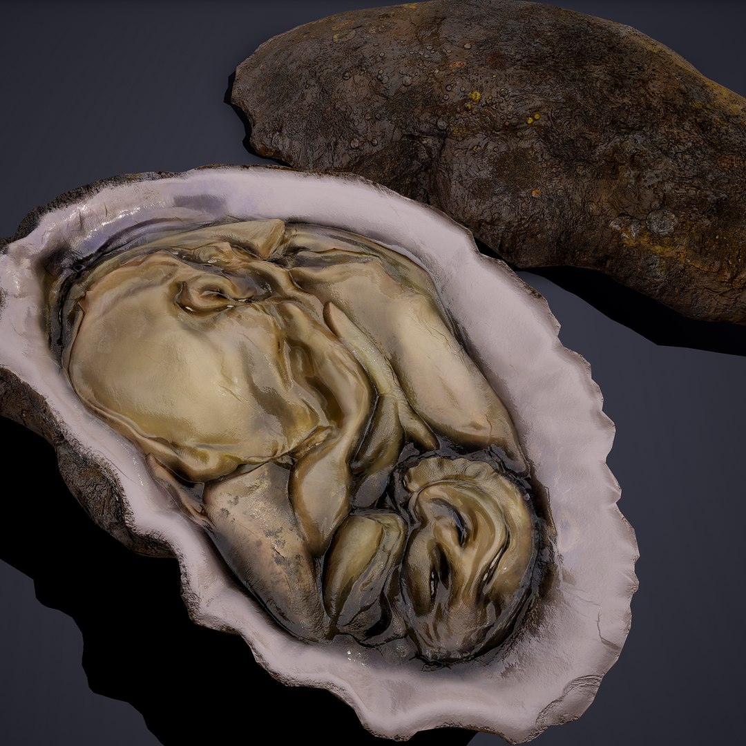 oyster model https://p.turbosquid.com/ts-thumb/an/U2XvUu/JSqWuDWc/14/png/1600541881/1920x1080/fit_q87/2afb3e2581de3390508aec80f62dc7fd066484e5/14.jpg
