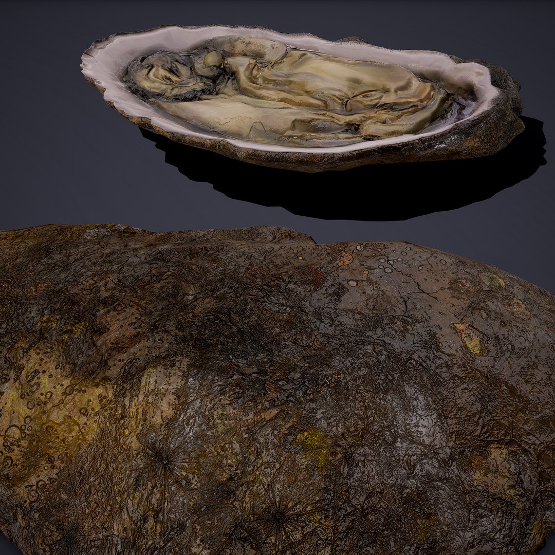 oyster model https://p.turbosquid.com/ts-thumb/an/U2XvUu/Nbbz54E4/16/png/1600541881/1920x1080/fit_q87/f19a0b79913aed0b1c8bae68b5de7b76f655015c/16.jpg