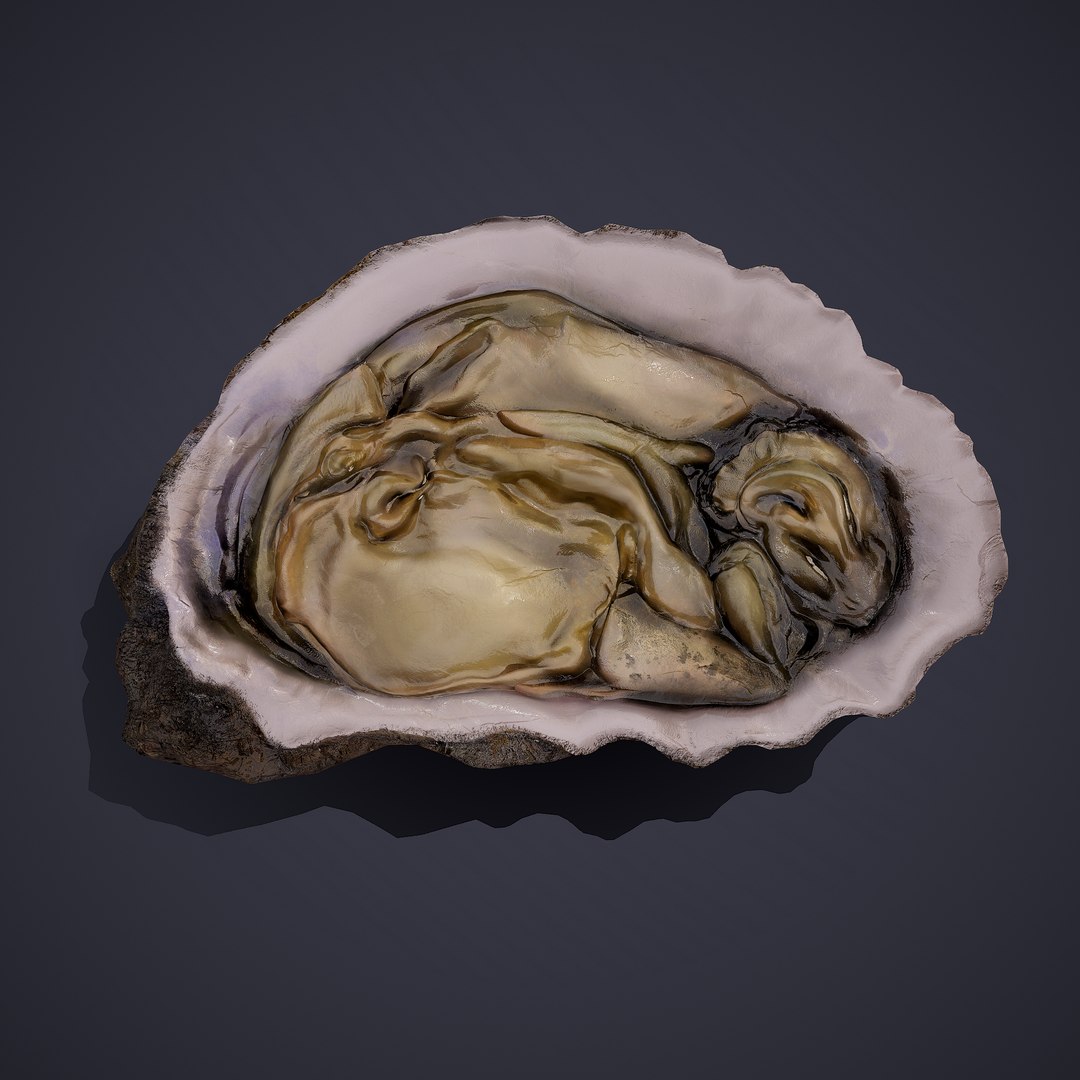 oyster model https://p.turbosquid.com/ts-thumb/an/U2XvUu/PFcn1BVG/6/png/1600541881/1920x1080/fit_q87/4e9834bb2c93455725290cf0ea6205d3e7f0030c/6.jpg