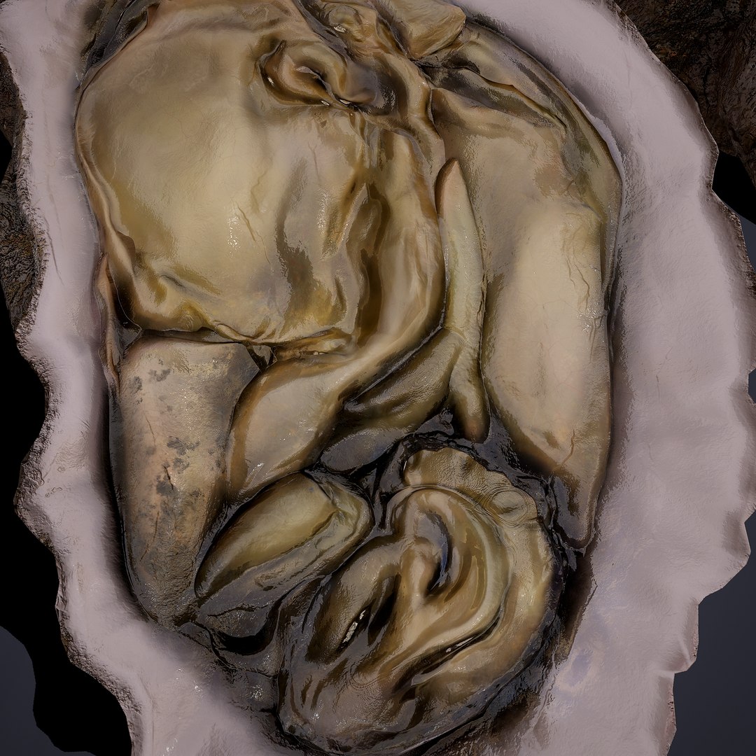 oyster model https://p.turbosquid.com/ts-thumb/an/U2XvUu/Q9JHOnlc/12/png/1600541881/1920x1080/fit_q87/144a7d0f30016dc1775ee10d0a01de9e9cbcb94a/12.jpg
