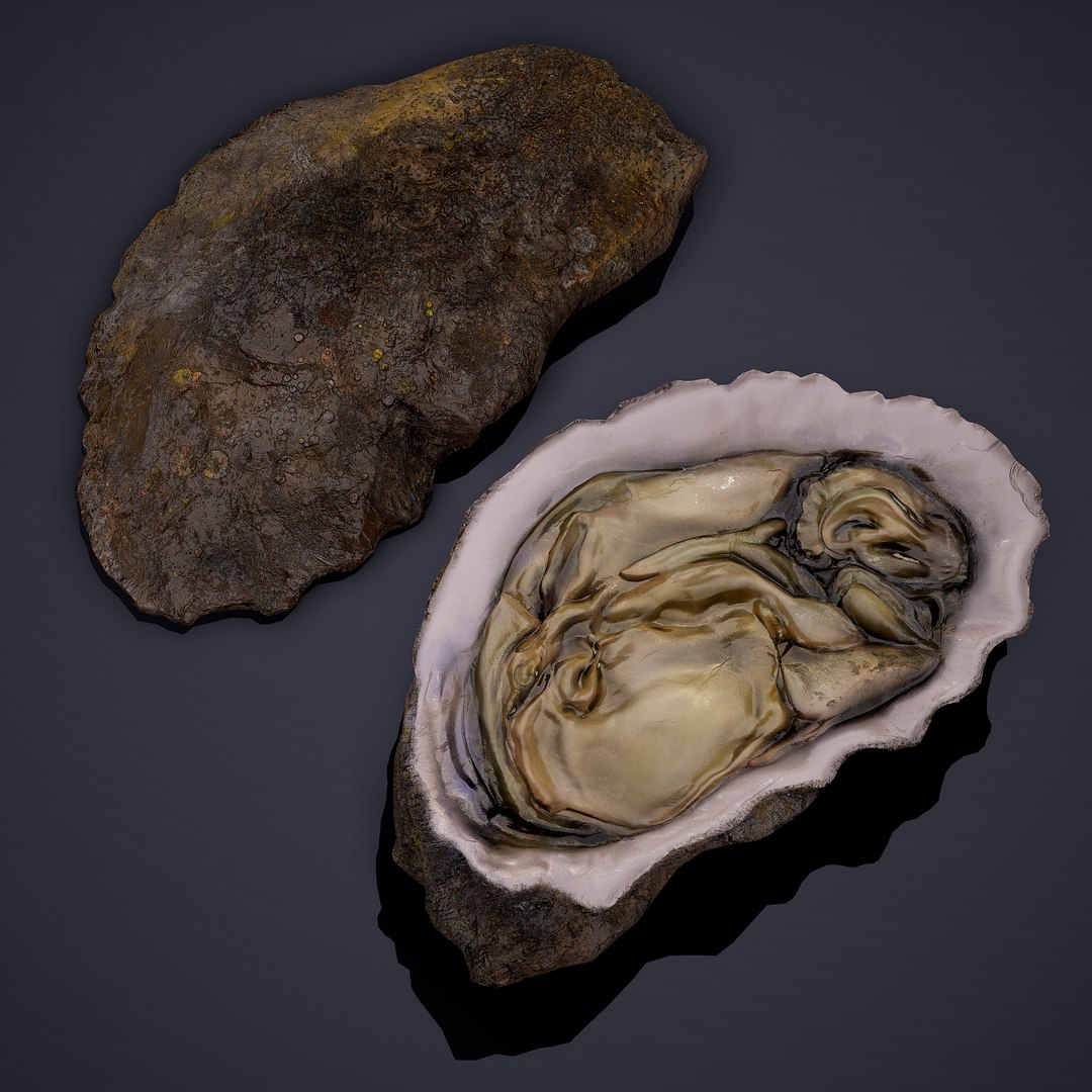 oyster model https://p.turbosquid.com/ts-thumb/an/U2XvUu/c5rZAWMo/7/png/1600541881/1920x1080/fit_q87/117497a83d49b7cc5553c45117d3ebbaf3a6e1a4/7.jpg