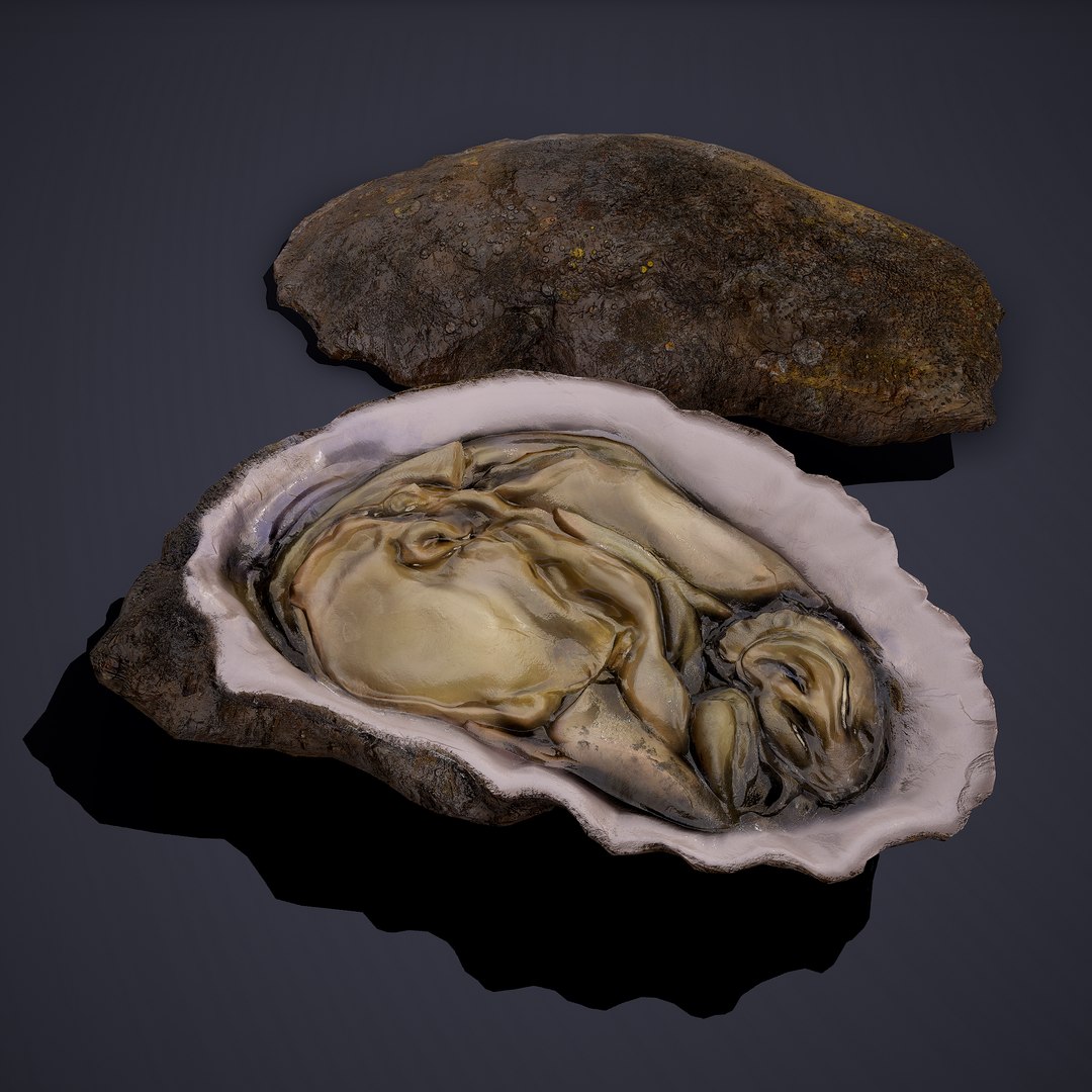 oyster model https://p.turbosquid.com/ts-thumb/an/U2XvUu/elqs5vkF/21/png/1600541881/1920x1080/fit_q87/cb26bf777040f1ab959801d5533d2b03ac664924/21.jpg