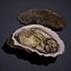 Oyster