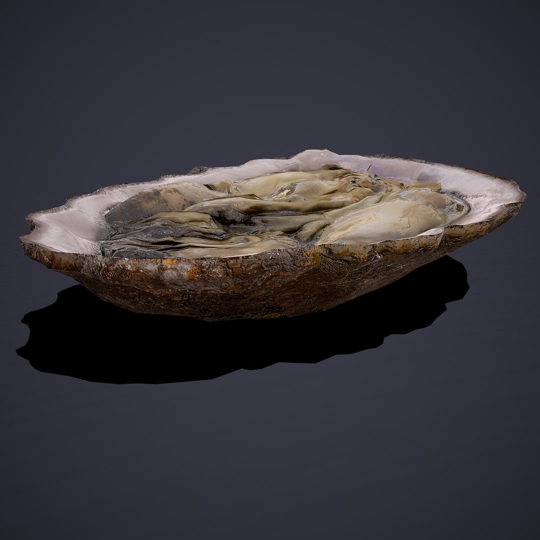 oyster model https://p.turbosquid.com/ts-thumb/an/U2XvUu/mvsJHoQH/19/png/1600541881/1920x1080/fit_q87/b91a05051ba16c6f6a406eb8d17c261c3086837f/19.jpg