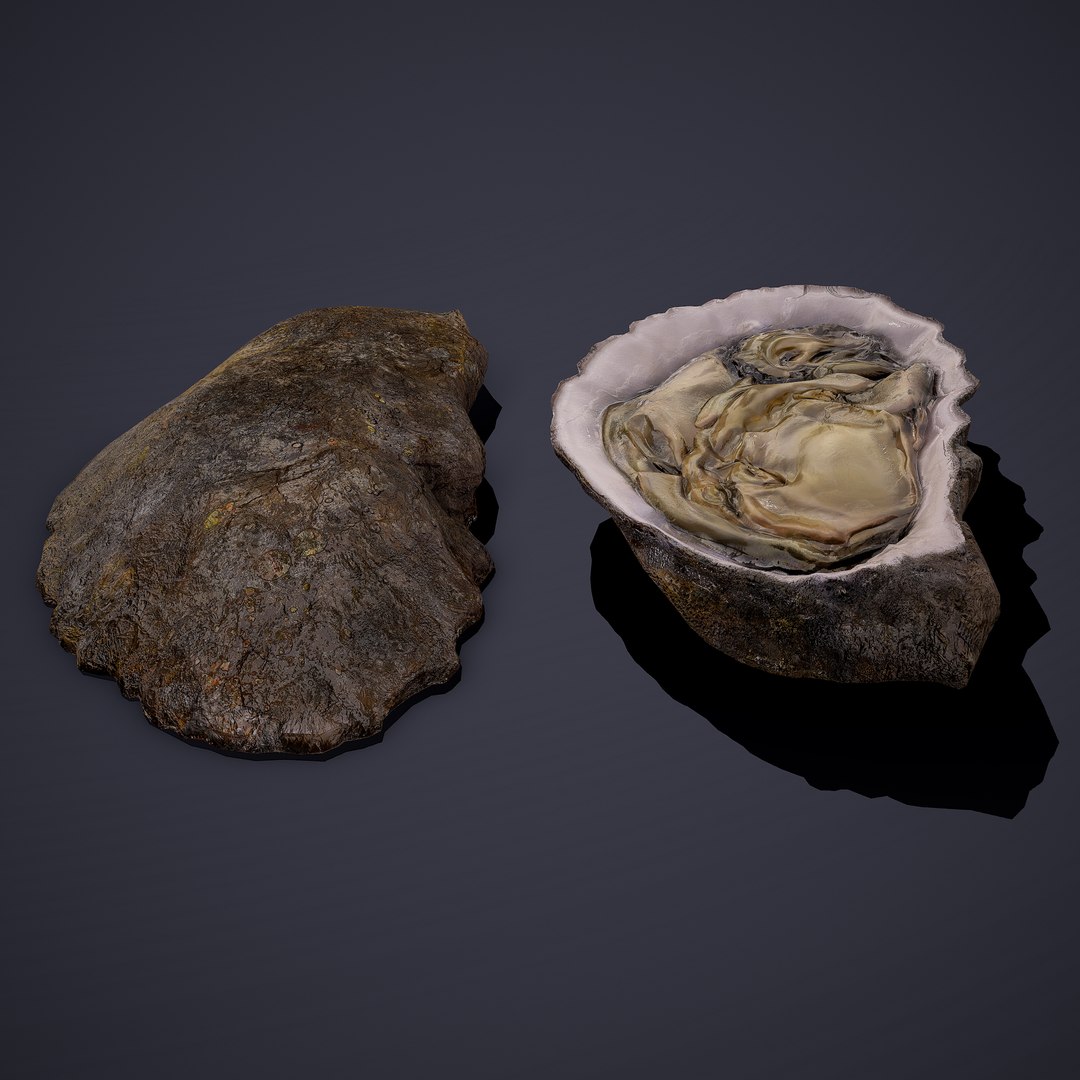 oyster model https://p.turbosquid.com/ts-thumb/an/U2XvUu/uYoVGUZk/10/png/1600541881/1920x1080/fit_q87/fe00fbf9c9a790420cabc590e75841570be55e90/10.jpg