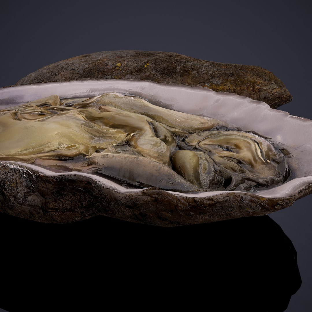 oyster model https://p.turbosquid.com/ts-thumb/an/U2XvUu/zL0KuZMi/17/png/1600541881/1920x1080/fit_q87/fe966221def9a8f35d17383c28275acfaa593760/17.jpg