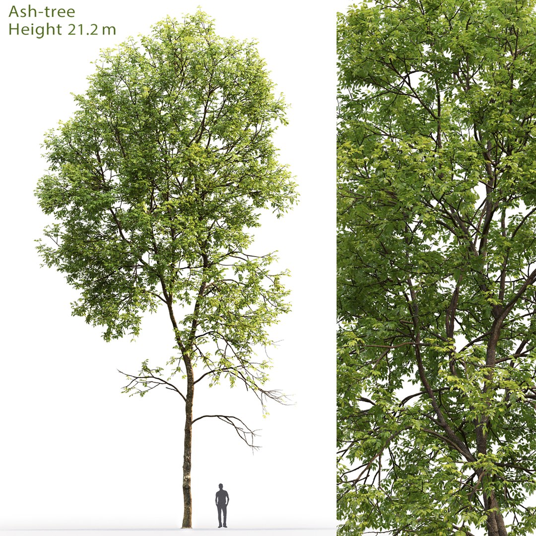 Tree Ash-tree Model - TurboSquid 1688597