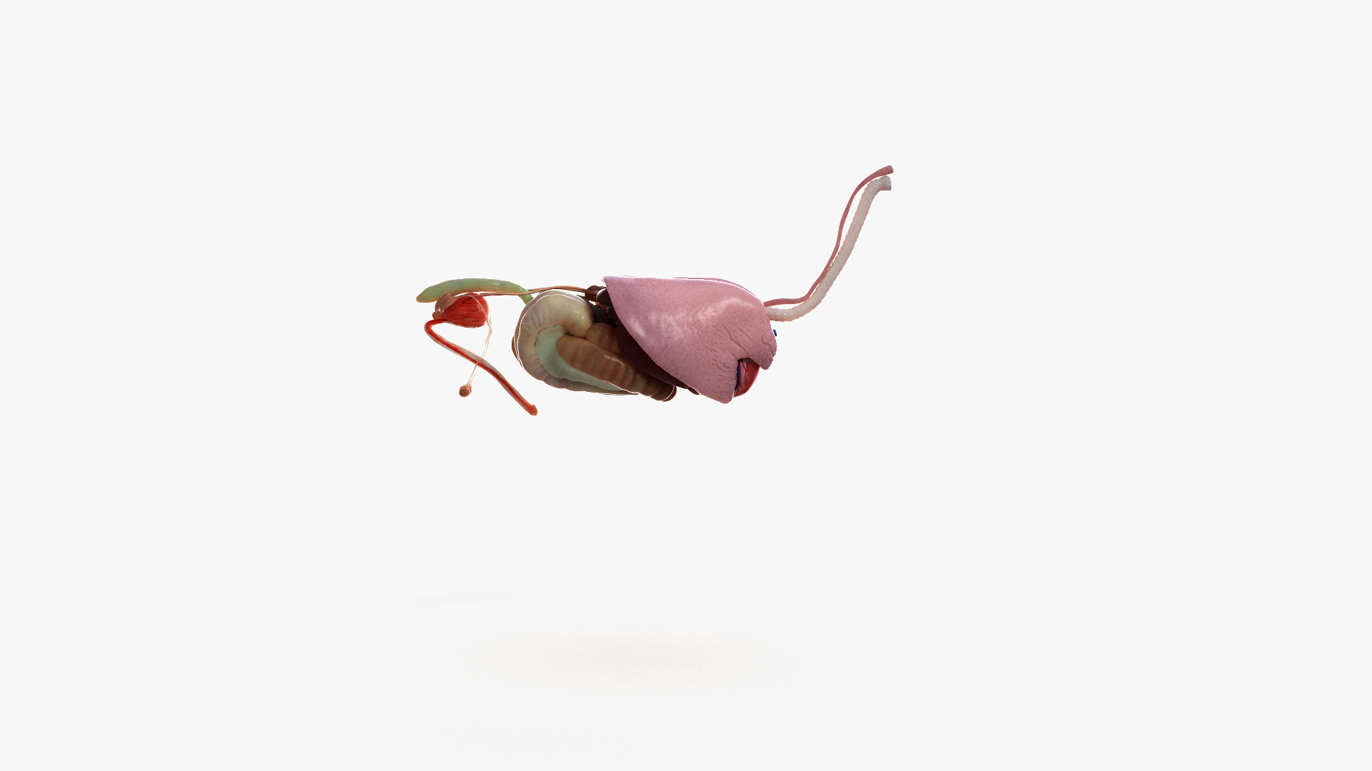 skin horse anatomy anim 3D https://p.turbosquid.com/ts-thumb/an/iIMTNA/IVjhbmhC/ts_horseanatomy_organs_turntable/jpg/1572340740/1920x1080/turn_fit_q99/91f4f7ef0f4bc25453c4cc0e27b700f8bda7c3cd/ts_horseanatomy_organs_turntable-1.jpg
