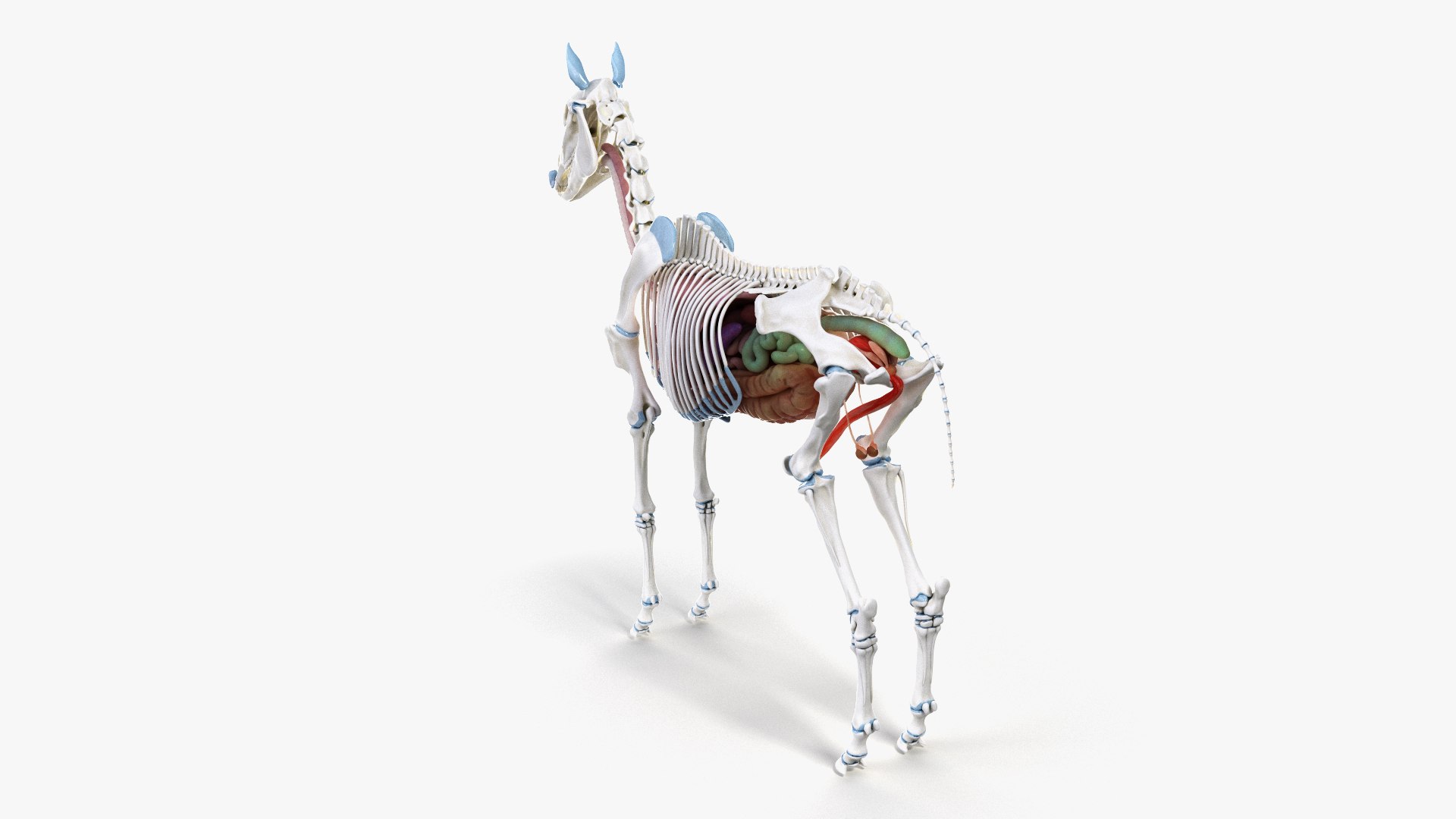 skin horse anatomy anim 3D https://p.turbosquid.com/ts-thumb/an/iIMTNA/IYKDA61h/ts_horseanatomy_skel_org0005/jpg/1572351826/1920x1080/fit_q87/487b24343e0dee0aeecb8ed975782c832d1b8f81/ts_horseanatomy_skel_org0005.jpg