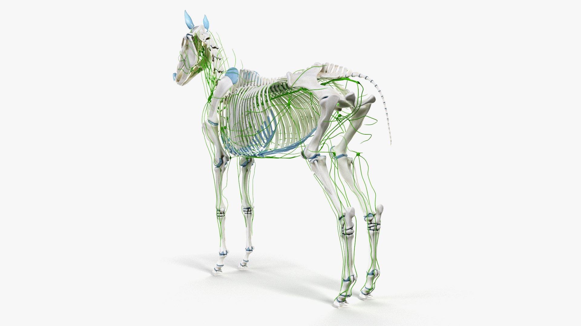 skin horse anatomy anim 3D https://p.turbosquid.com/ts-thumb/an/iIMTNA/IcFZqzUJ/ts_horseanatomy_anatomy_skel_lymphatic0004/jpg/1572342884/1920x1080/fit_q87/3a20e30fedd8060be38ca3c6d6f6be64b5386064/ts_horseanatomy_anatomy_skel_lymphatic0004.jpg
