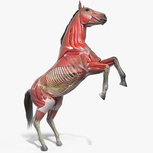 skin horse anatomy anim 3D