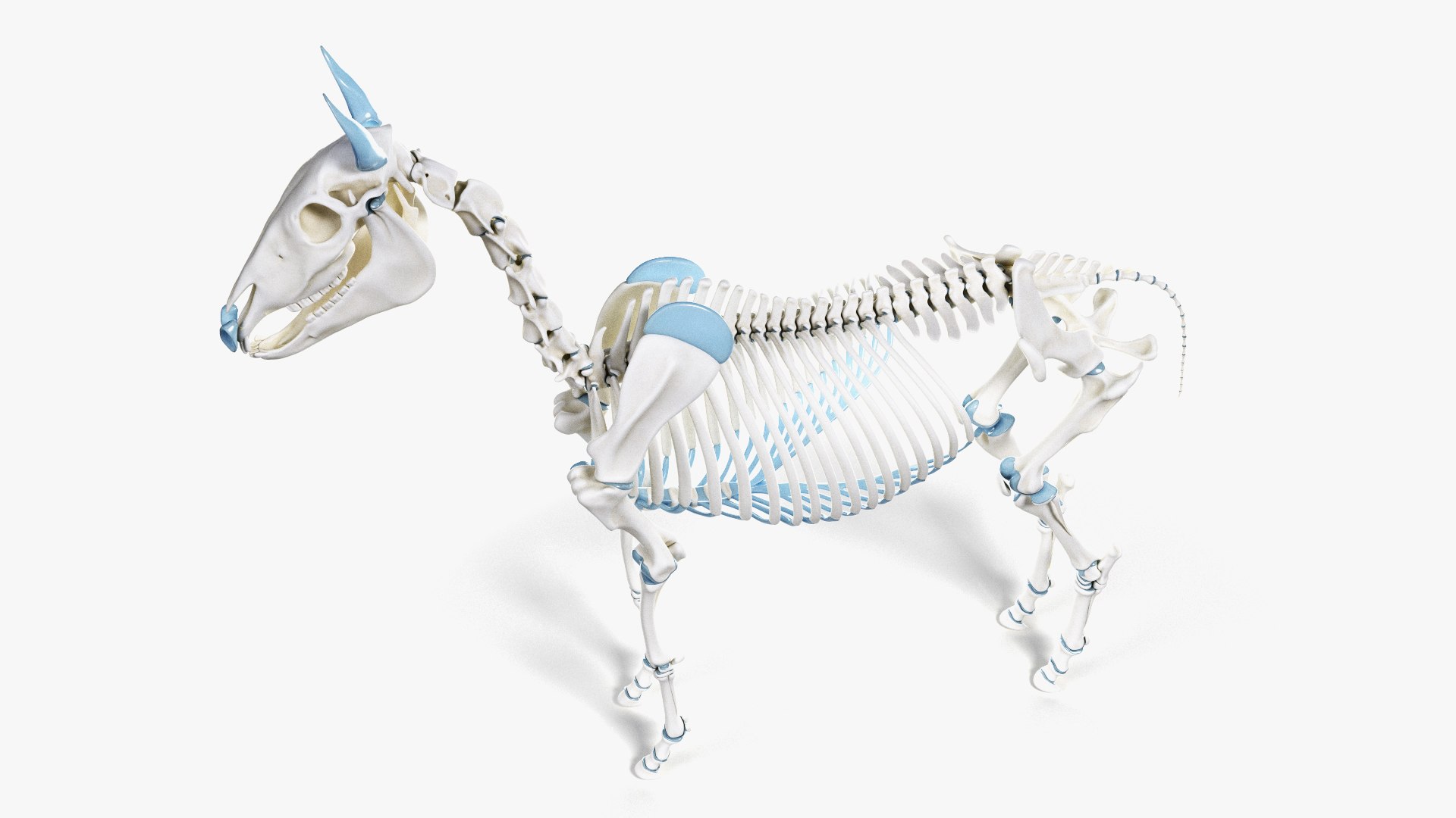 skin horse anatomy anim 3D https://p.turbosquid.com/ts-thumb/an/iIMTNA/Km6lzKpn/ts_horseanatomy_anatomy_skeleton0003/jpg/1572341425/1920x1080/fit_q87/be45e51cf4b2945e3b9db6c665d91fb8b5e4380d/ts_horseanatomy_anatomy_skeleton0003.jpg