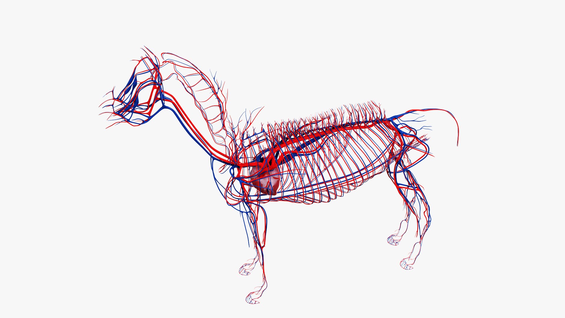 skin horse anatomy anim 3D https://p.turbosquid.com/ts-thumb/an/iIMTNA/LpBp9vFY/ts_horseanatomy_anatomy_vasc_s0003/jpg/1572342998/1920x1080/fit_q87/b52585df318cc362ddf431615ea0193d25b2048b/ts_horseanatomy_anatomy_vasc_s0003.jpg