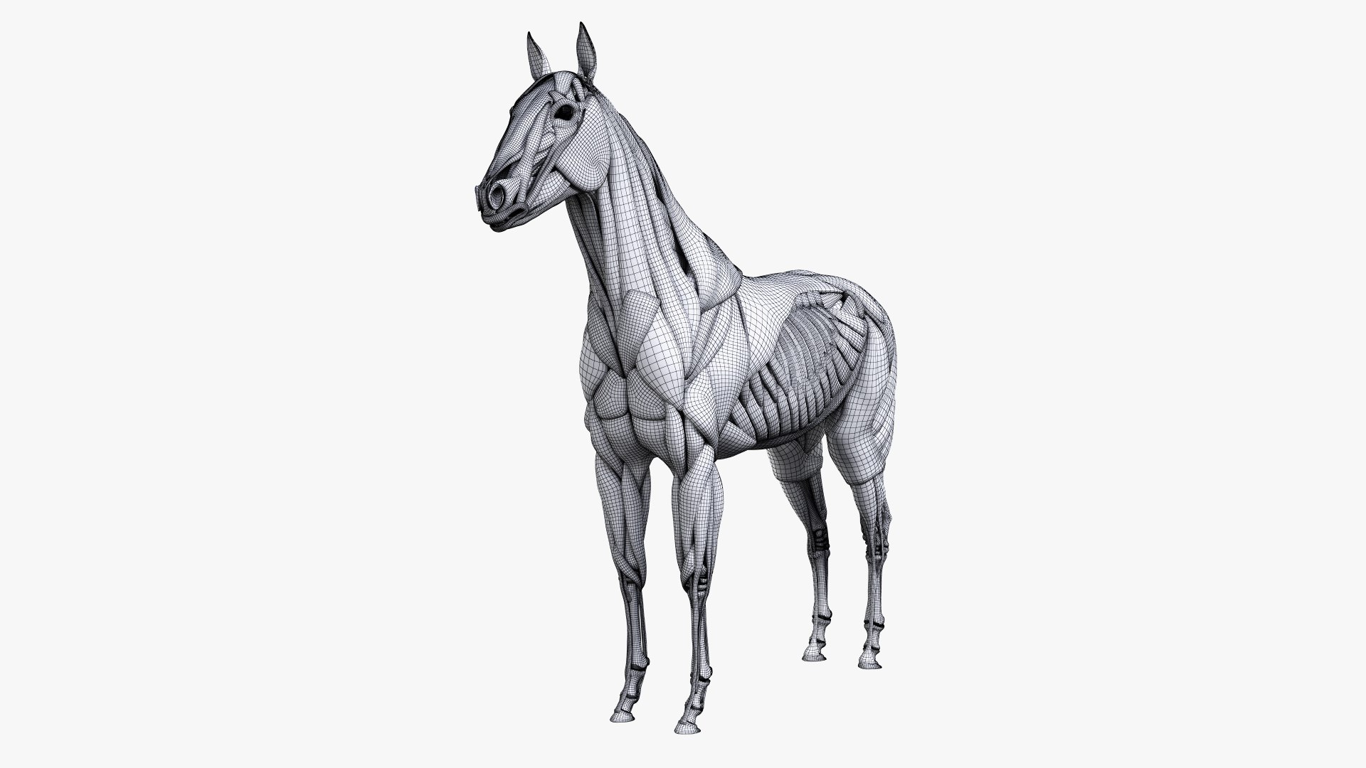 skin horse anatomy anim 3D https://p.turbosquid.com/ts-thumb/an/iIMTNA/SMgHibTL/ts_horseanatomy_muscle_wire0002/jpg/1572352029/1920x1080/fit_q87/cb5c0894cb7312e01d7ddbce7f465c573ade2f4c/ts_horseanatomy_muscle_wire0002.jpg