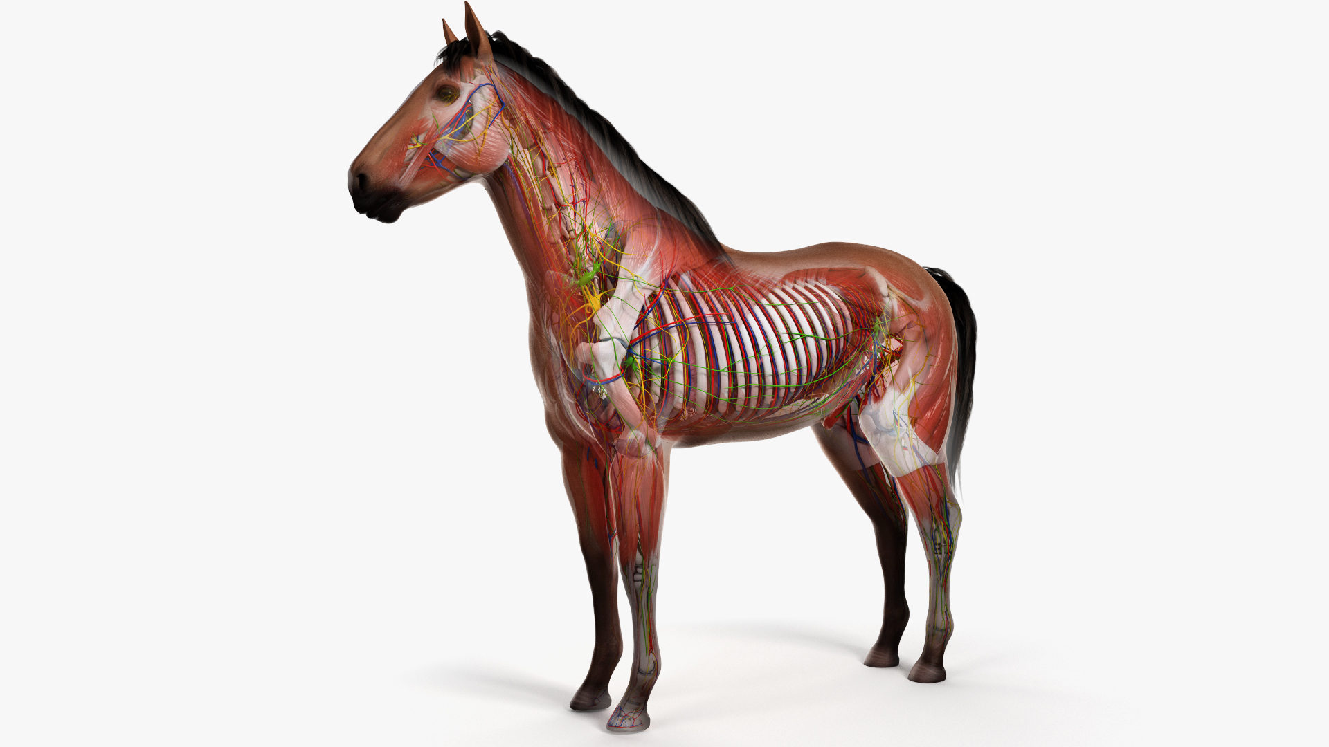 Игрушка анатомия лошади