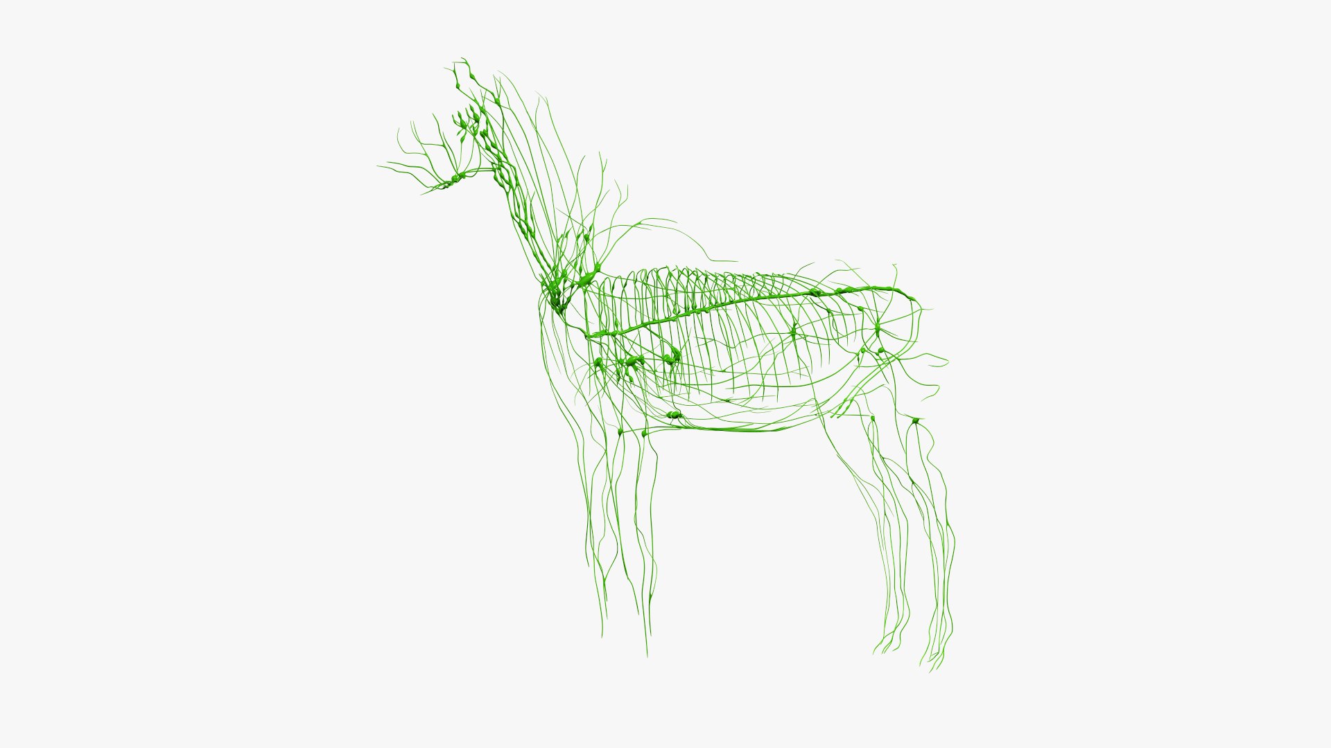 skin horse anatomy anim 3D https://p.turbosquid.com/ts-thumb/an/iIMTNA/YJsknvKv/ts_horseanatomy_anatomy_lymphatic_s0002/jpg/1572342884/1920x1080/fit_q87/bbfb472f8909aabfc3c8bb4660482ecc3444d5c2/ts_horseanatomy_anatomy_lymphatic_s0002.jpg