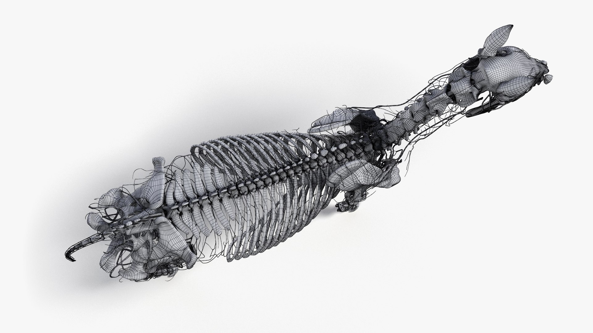 skin horse anatomy anim 3D https://p.turbosquid.com/ts-thumb/an/iIMTNA/bW4YFPV2/ts_horseanatomy_anatomy_wire_skel_nerve0005/jpg/1572352047/1920x1080/fit_q87/5d3fabf6f4c76d11154e56de19bbb5983bf6e1e5/ts_horseanatomy_anatomy_wire_skel_nerve0005.jpg