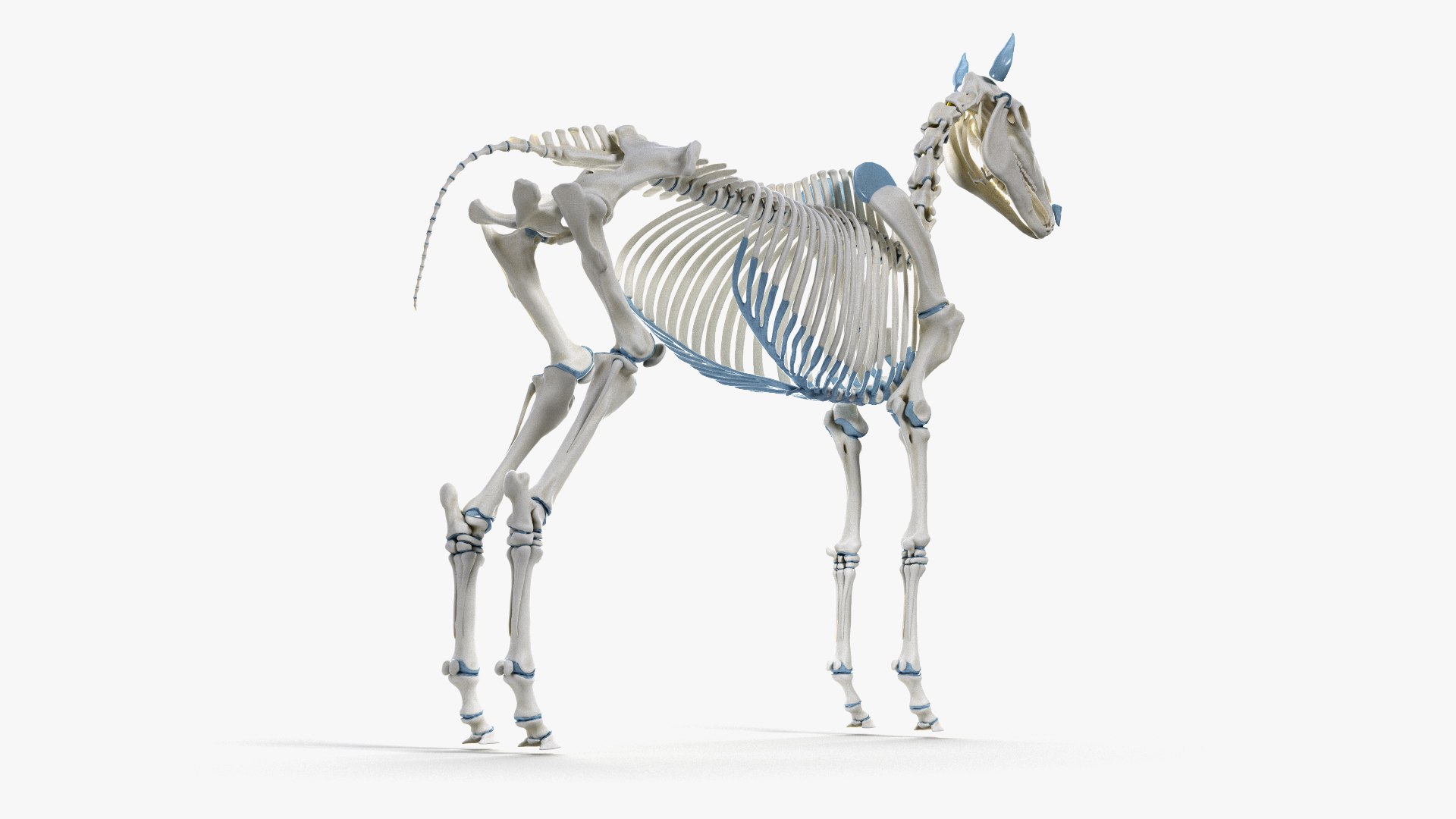 skin horse anatomy anim 3D https://p.turbosquid.com/ts-thumb/an/iIMTNA/e3NT8PhI/ts_horseanatomy_anatomy_skeleton0006/jpg/1572341426/1920x1080/fit_q87/a61c0c0b2a414e636f23de381f4f820d26cc5d9f/ts_horseanatomy_anatomy_skeleton0006.jpg