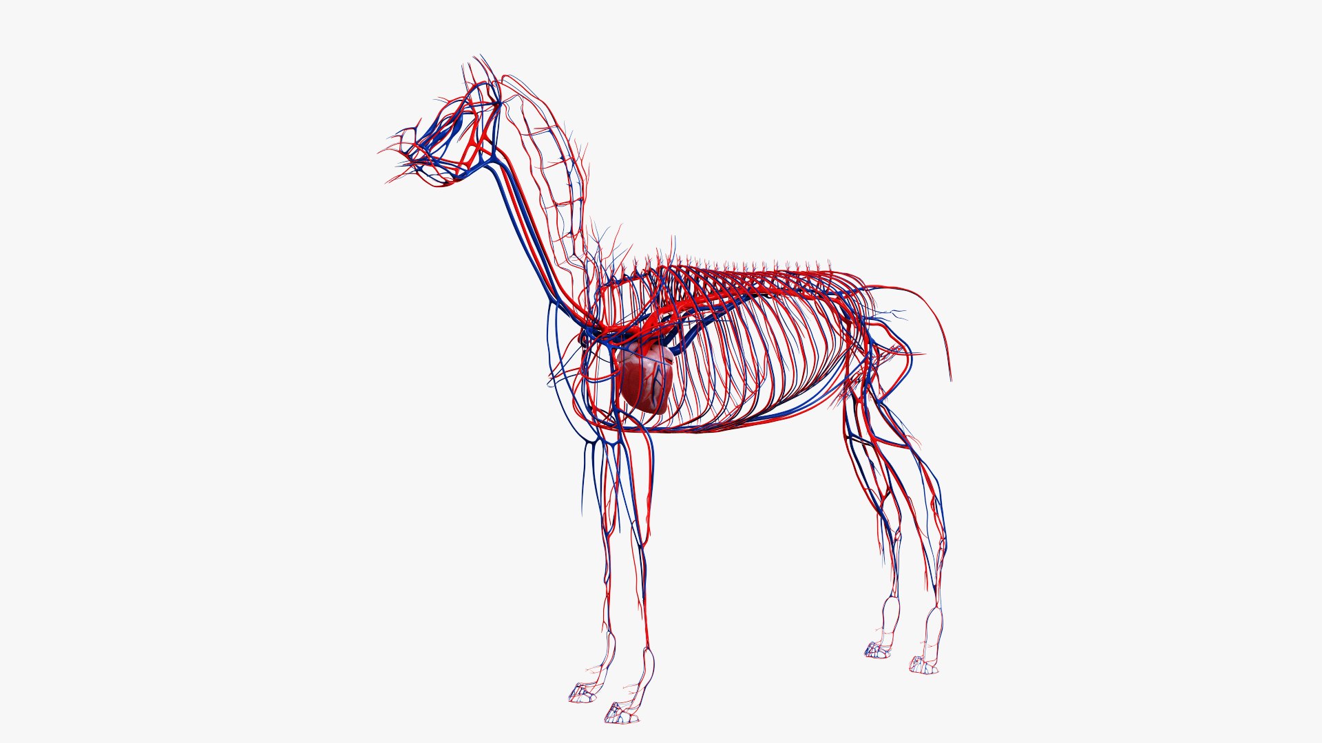 skin horse anatomy anim 3D https://p.turbosquid.com/ts-thumb/an/iIMTNA/e3rzlFAe/ts_horseanatomy_anatomy_vasc_s0002/jpg/1572342998/1920x1080/fit_q87/93dd6954569631e9105eb31cd4649c191522dcfe/ts_horseanatomy_anatomy_vasc_s0002.jpg