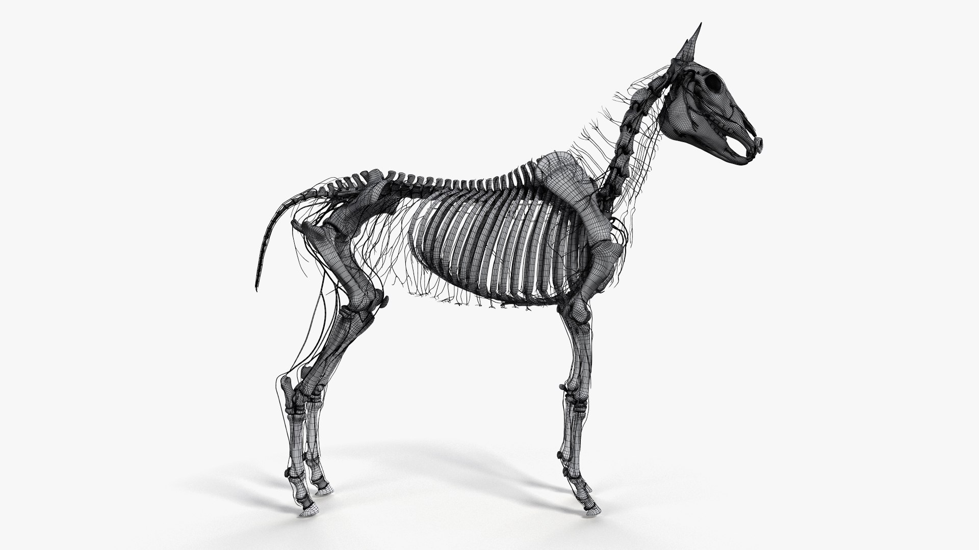 skin horse anatomy anim 3D https://p.turbosquid.com/ts-thumb/an/iIMTNA/gZHgdQKP/ts_horseanatomy_anatomy_wire_skel_nerve0000/jpg/1572352046/1920x1080/fit_q87/cef05160a398c0892e171a5f32f7c832ee81774d/ts_horseanatomy_anatomy_wire_skel_nerve0000.jpg