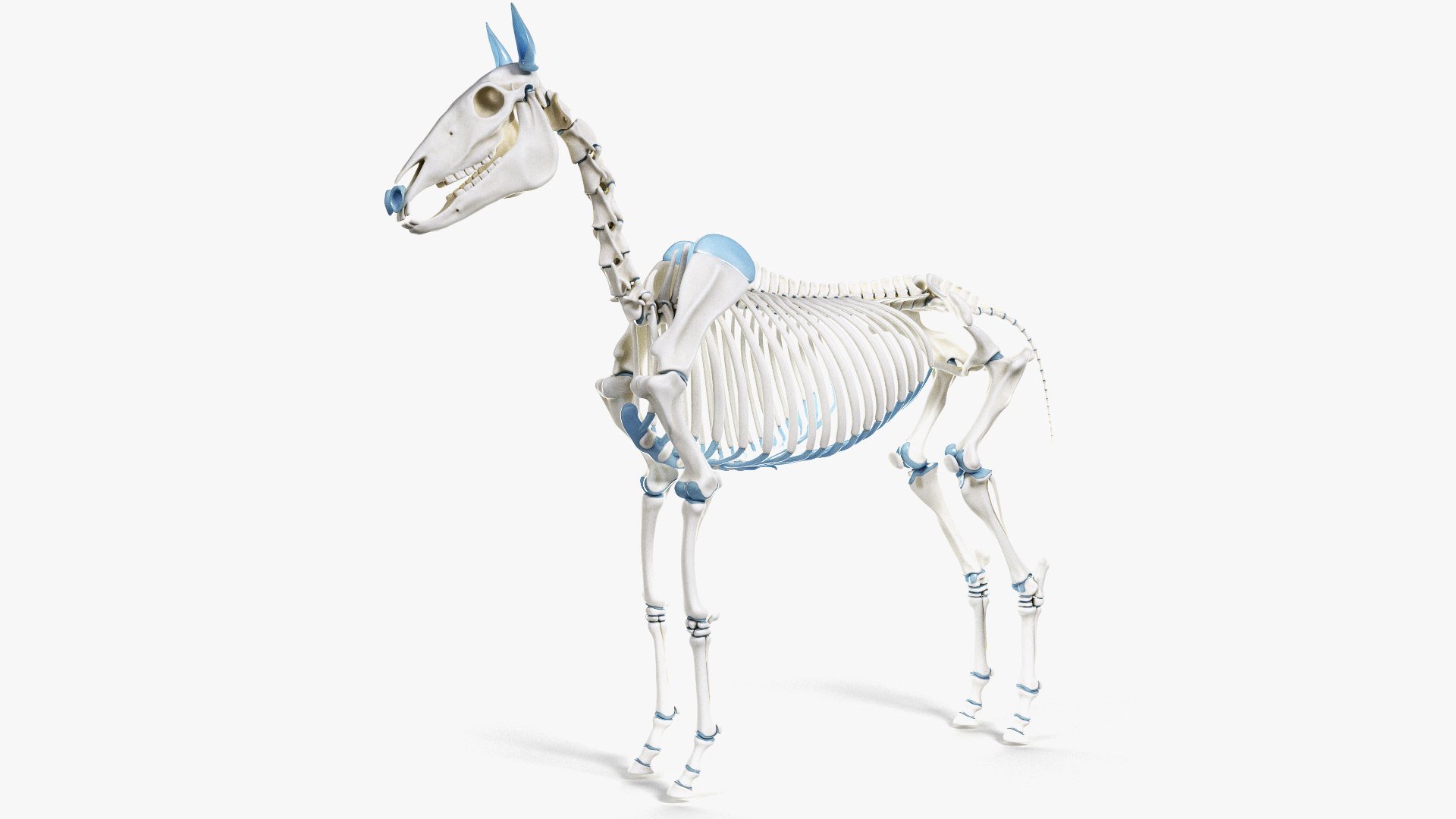 skin horse anatomy anim 3D https://p.turbosquid.com/ts-thumb/an/iIMTNA/qWz7Tjgm/ts_horseanatomy_anatomy_skeleton0002/jpg/1572341425/1920x1080/fit_q87/bcf3ab53a44d73b2ed5d473a44591b8fb55ae991/ts_horseanatomy_anatomy_skeleton0002.jpg