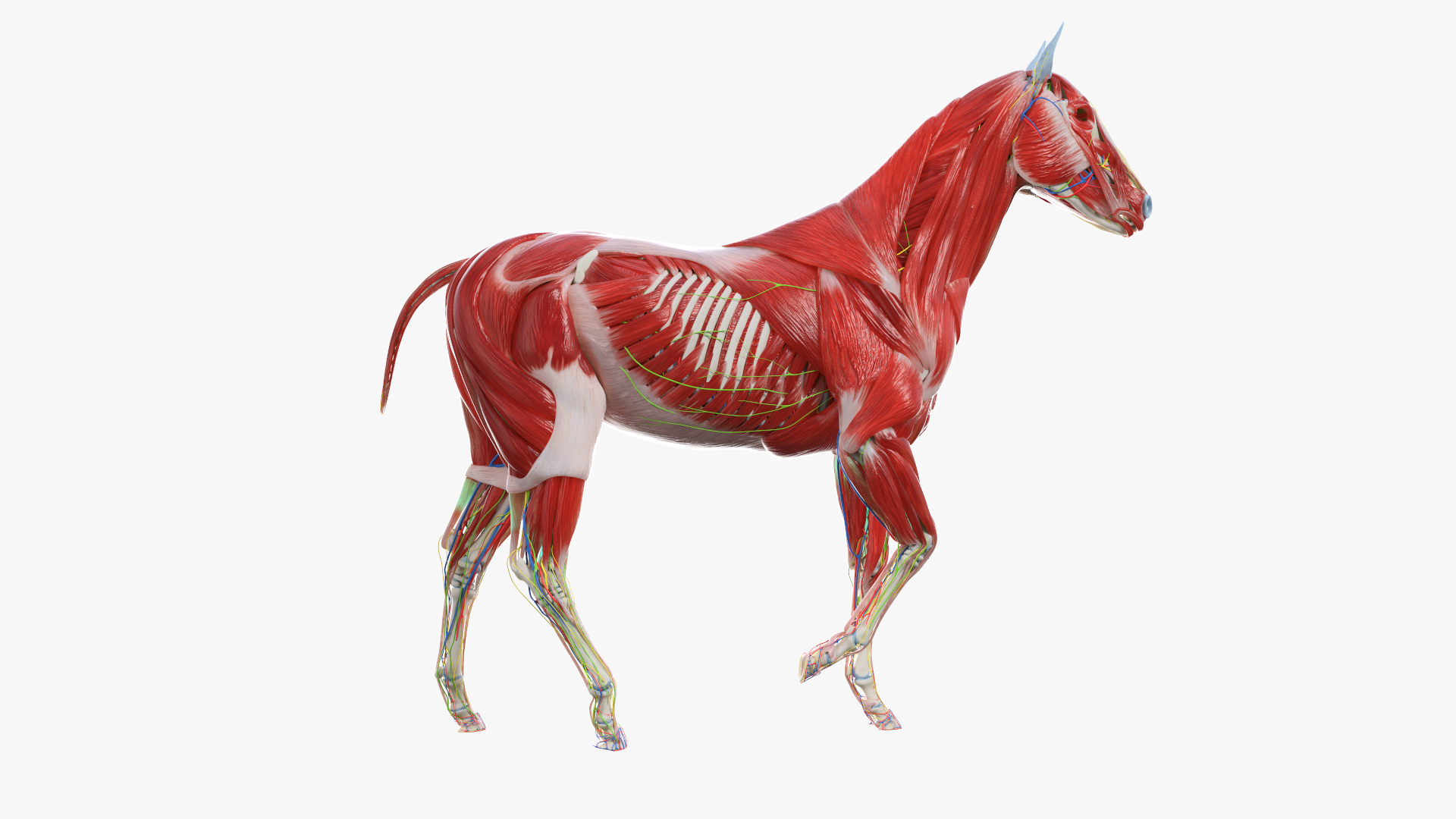 skin horse anatomy anim 3D https://p.turbosquid.com/ts-thumb/an/iIMTNA/qh1fjYVd/ts_horse_animated_walk_anatomy/jpg/1572948272/1920x1080/turn_fit_q99/2976141e226359338e46339ac5538e2638c4efbd/ts_horse_animated_walk_anatomy-1.jpg