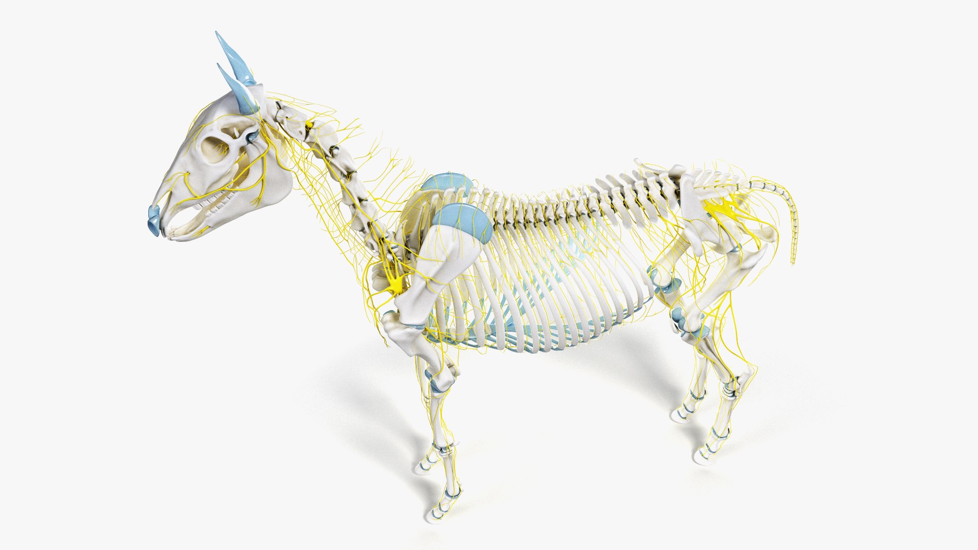 skin horse anatomy anim 3D https://p.turbosquid.com/ts-thumb/an/iIMTNA/w92S0vn0/ts_horseanatomy_anatomy_skel_nerves0003/jpg/1572342829/1920x1080/fit_q87/004d01442d693278716a821a2a54e2abfb953f91/ts_horseanatomy_anatomy_skel_nerves0003.jpg