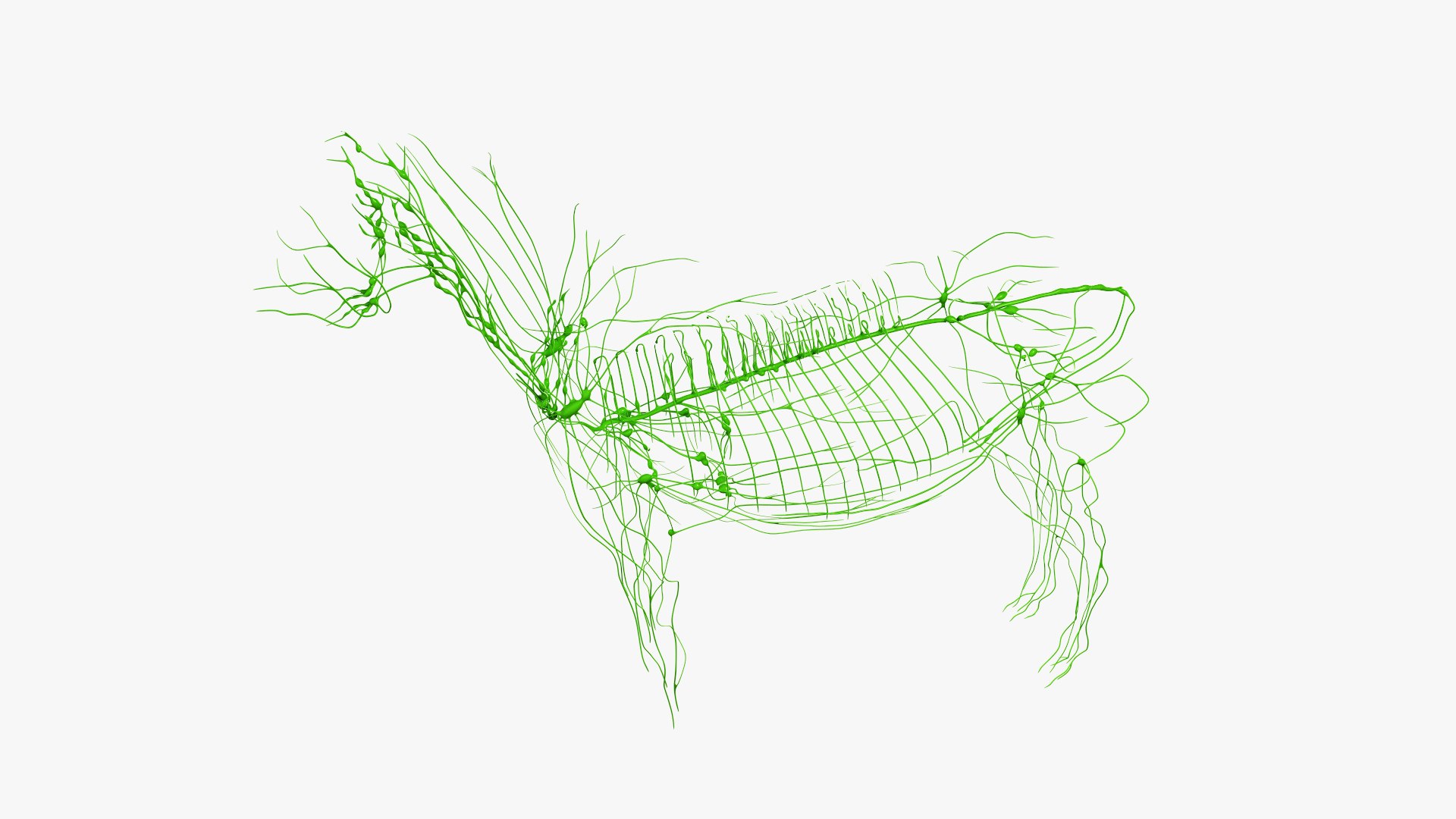 skin horse anatomy anim 3D https://p.turbosquid.com/ts-thumb/an/iIMTNA/xwi3FSrU/ts_horseanatomy_anatomy_lymphatic_s0003/jpg/1572342884/1920x1080/fit_q87/2b9cd0cb31d01899d8dd7379fbeb26d3cadeae13/ts_horseanatomy_anatomy_lymphatic_s0003.jpg
