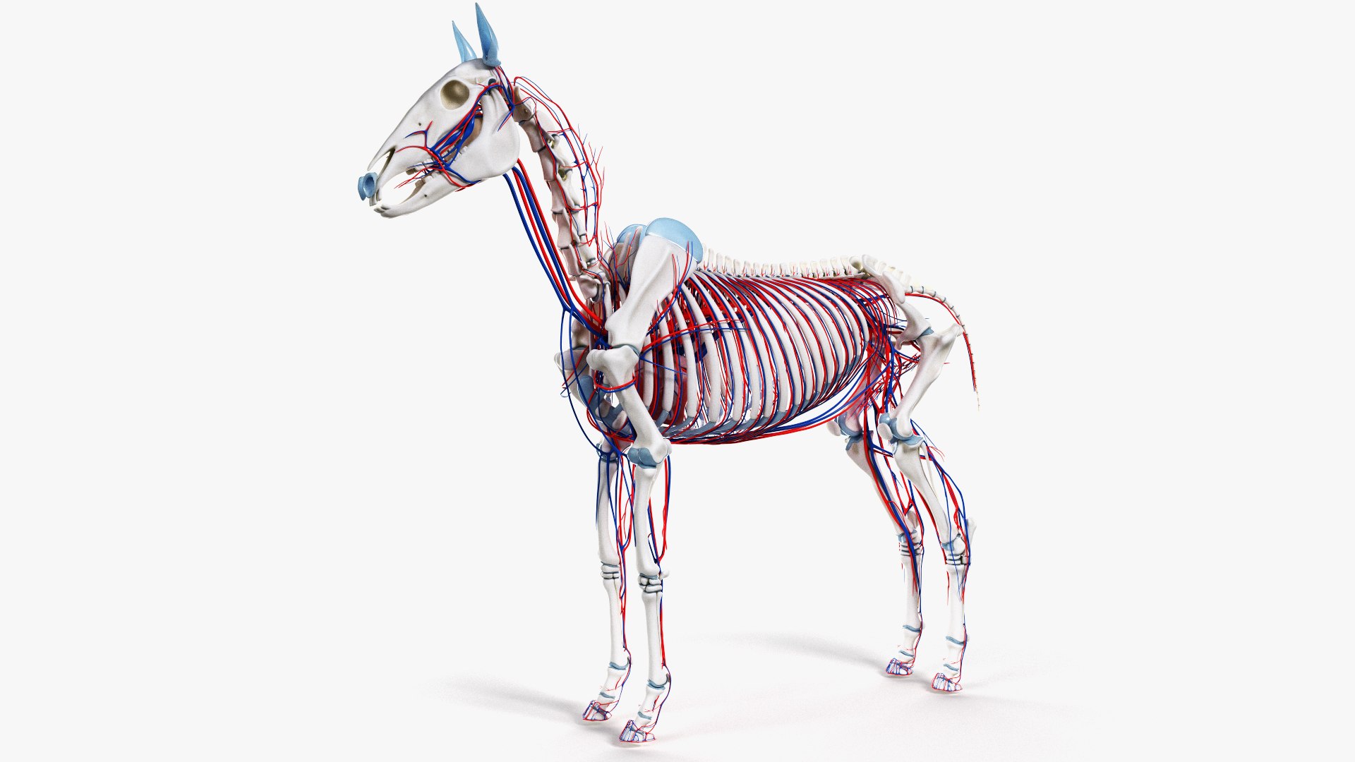 skin horse anatomy anim 3D https://p.turbosquid.com/ts-thumb/an/iIMTNA/yJCNJI7L/ts_horseanatomy_anatomy_skeleton_vasc0002/jpg/1572342998/1920x1080/fit_q87/c4d574a5749dab1be008058d6fdafa48cf1012bb/ts_horseanatomy_anatomy_skeleton_vasc0002.jpg