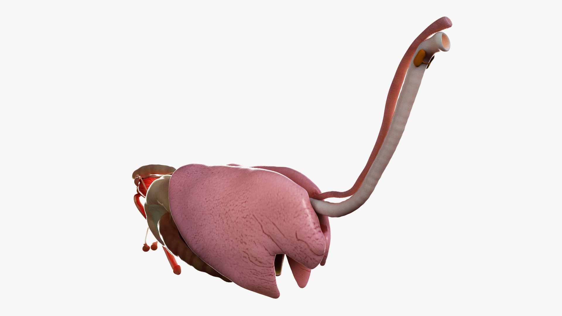 skin horse anatomy anim 3D https://p.turbosquid.com/ts-thumb/an/iIMTNA/yWb1xMF3/ts_horseanatomy_anatomy_organs0001/jpg/1572351885/1920x1080/fit_q87/658b587c3cf90ab9c4a1af8191f174c3f109fadd/ts_horseanatomy_anatomy_organs0001.jpg