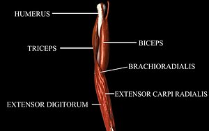 Elbow Joint with Muscles - Medically Accurate 3d Model