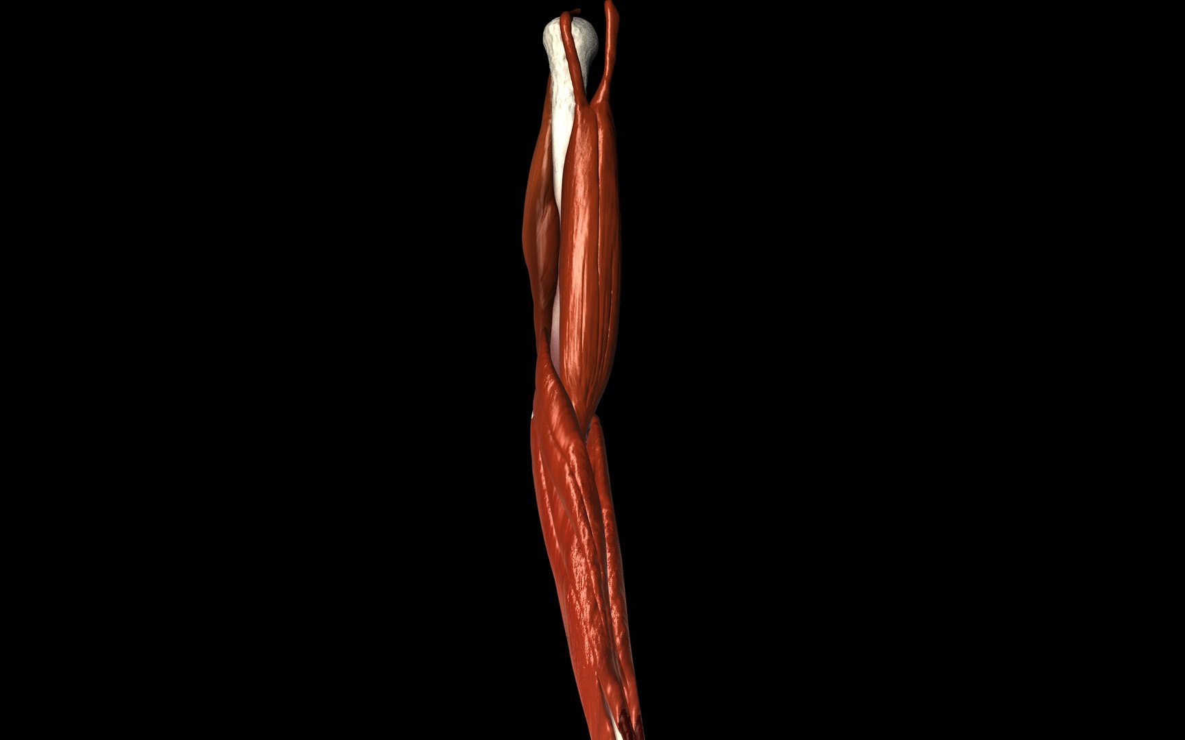 3d medically accurate elbow joint model