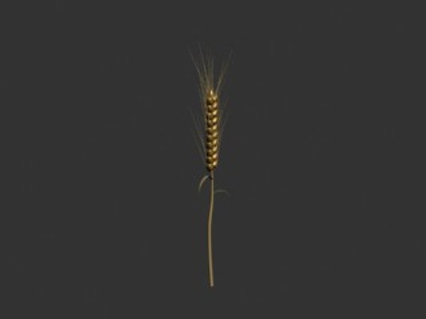Wheat 3D Models for Download | TurboSquid