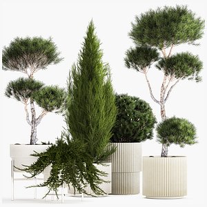 3D model Plants in pots pine topiary thuja and juniper 1196