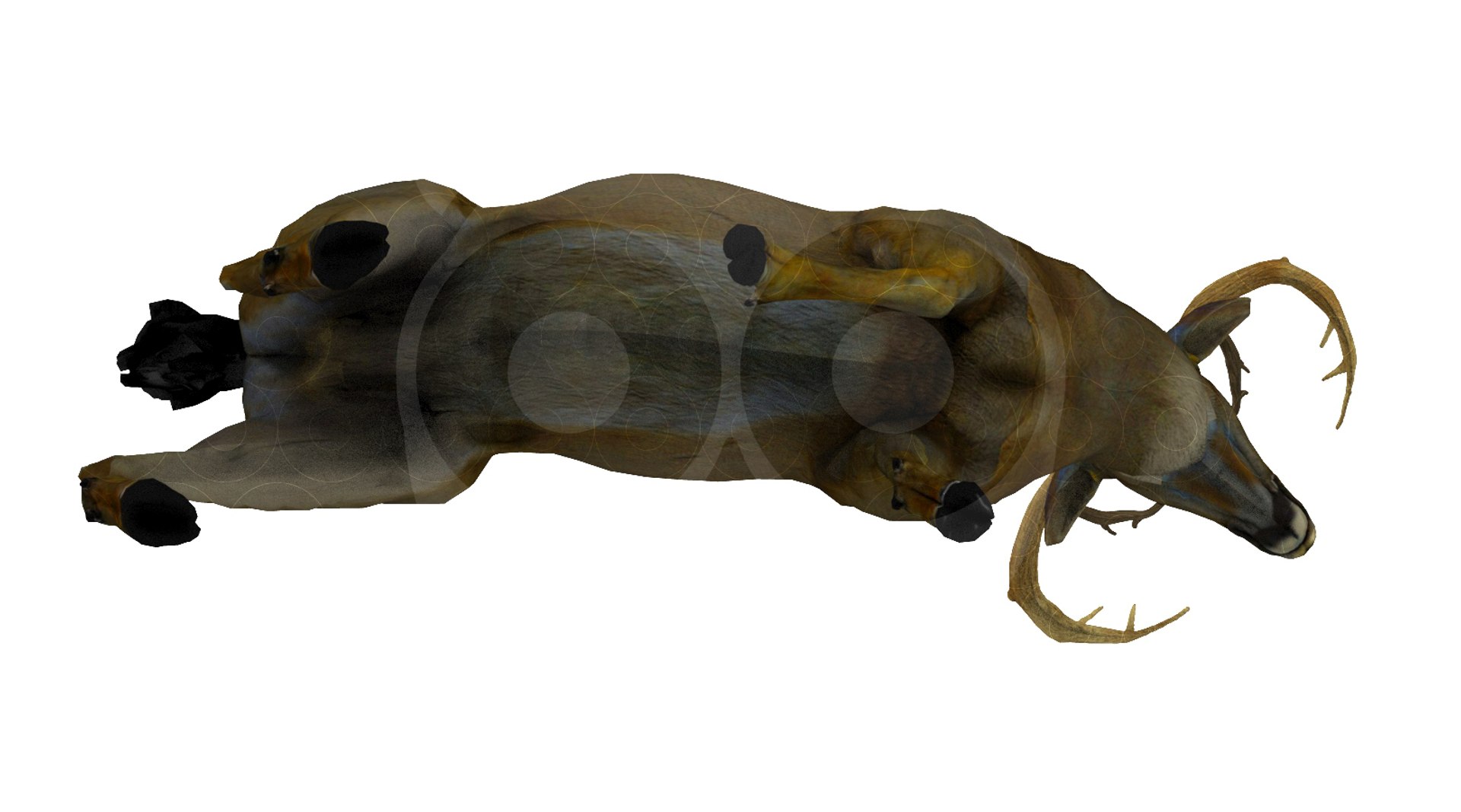 3D Deer https://p.turbosquid.com/ts-thumb/ao/DhiUcM/9L/untitled.265/jpg/1693560981/1920x1080/fit_q87/5cf456940351dc9cf77ac696827b586993209df6/untitled.265.jpg