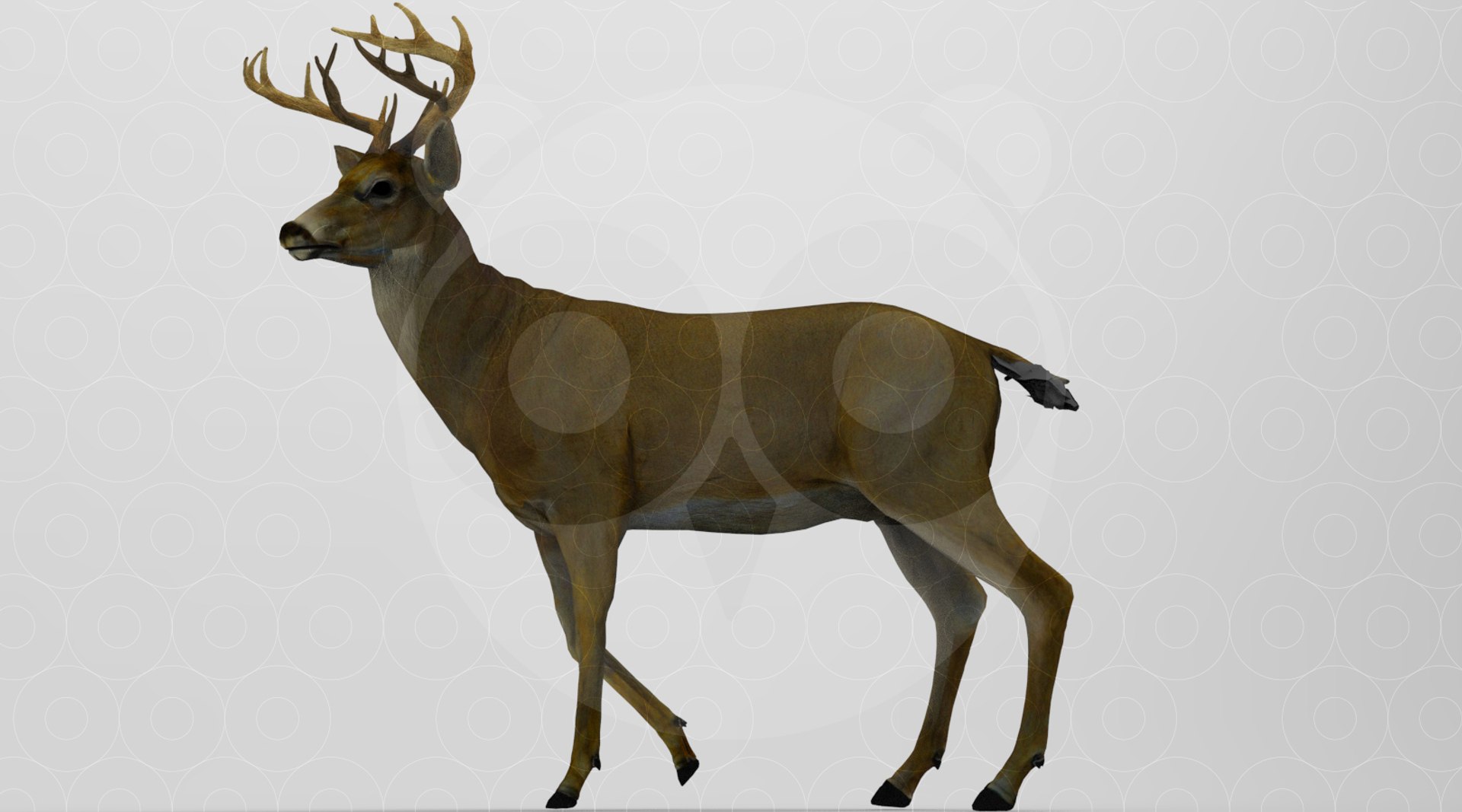 3D Deer https://p.turbosquid.com/ts-thumb/ao/DhiUcM/F8/untitled.263/jpg/1693560977/1920x1080/fit_q87/1c11859167cbcc19f964c821ca1e6ea8fb7d6cf3/untitled.263.jpg