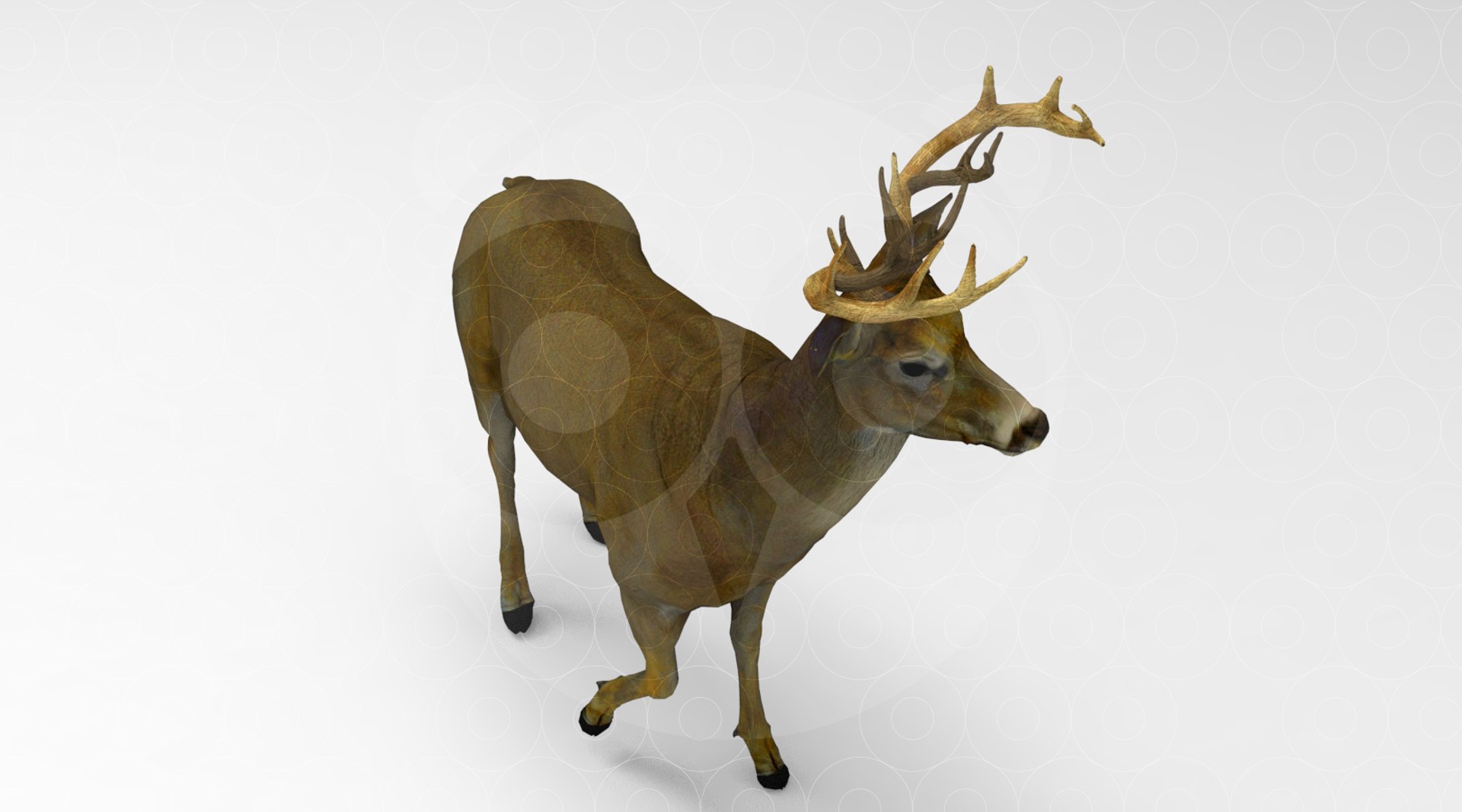3D Deer https://p.turbosquid.com/ts-thumb/ao/DhiUcM/WR/untitled.268/jpg/1693560972/1920x1080/fit_q87/e37d083c26429a0c831088688193ee5b58951d7e/untitled.268.jpg